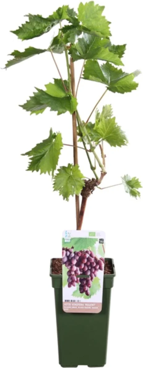 Blauwe Druif (Vitis vinifera 'Regent') D 19 H 55 cm