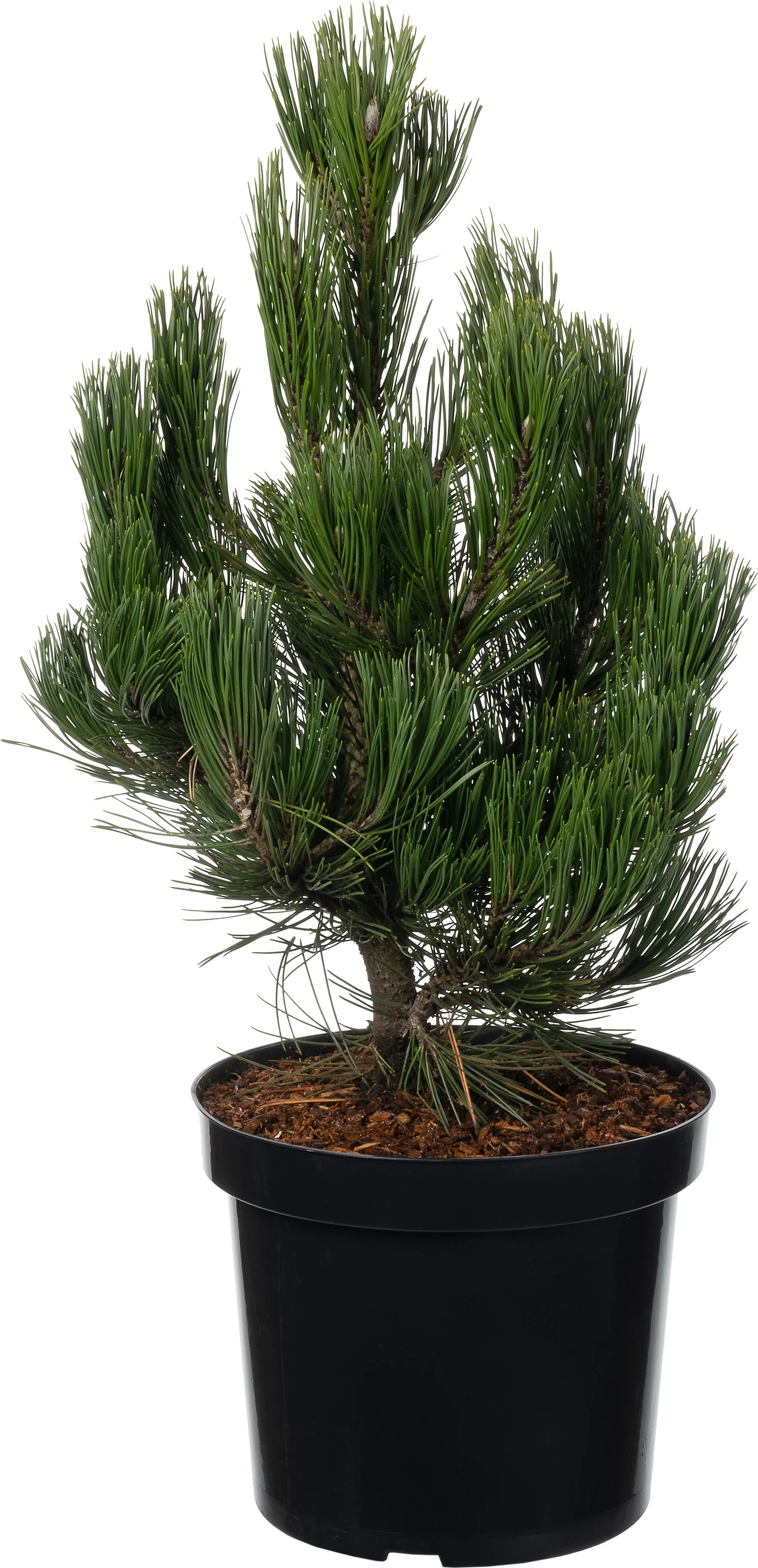 Bosnische Den (Pinus heldreichii 'Green Giant') D 26 H 40 cm