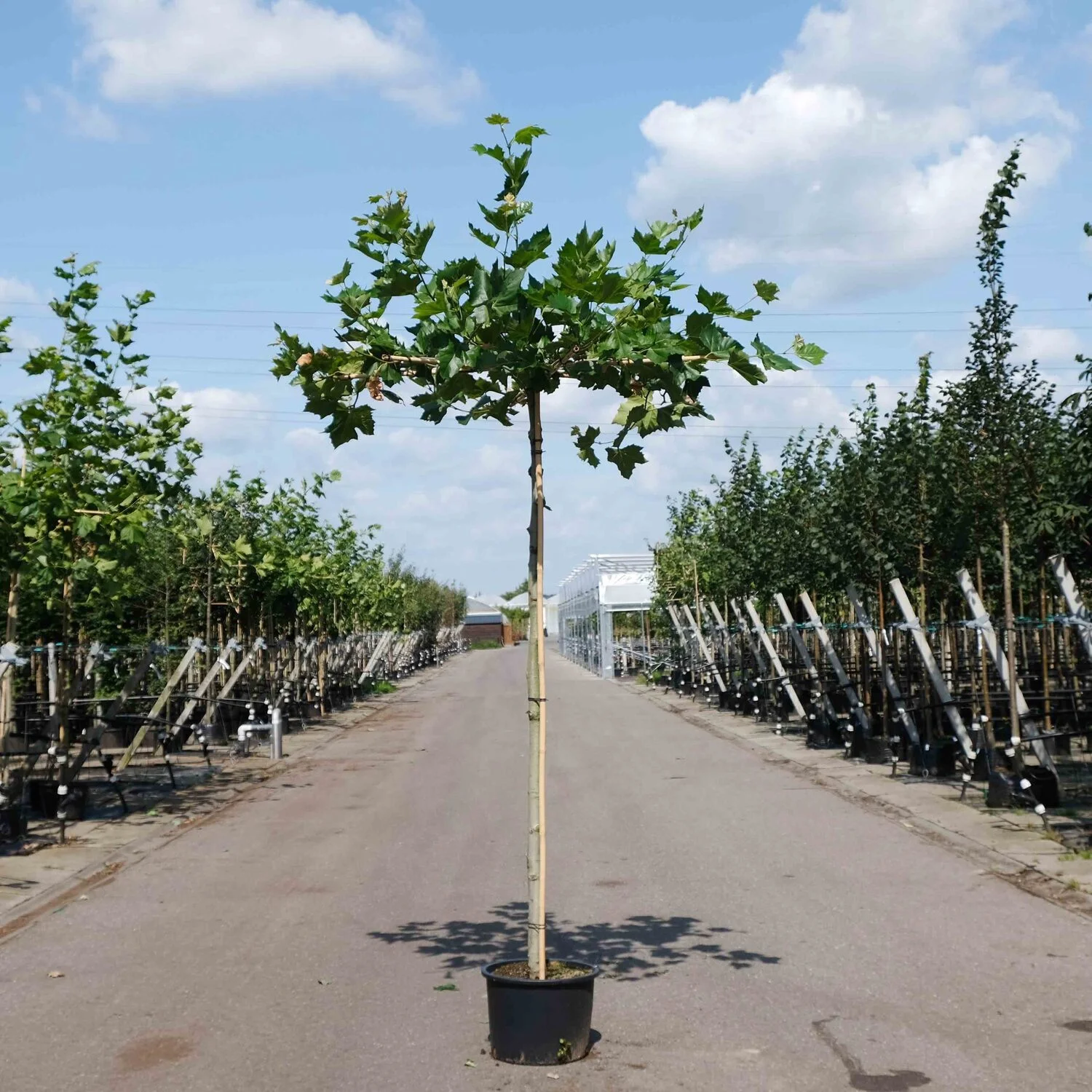 Dakplataan (Platanus acerifolia) D 40 H 240 cm