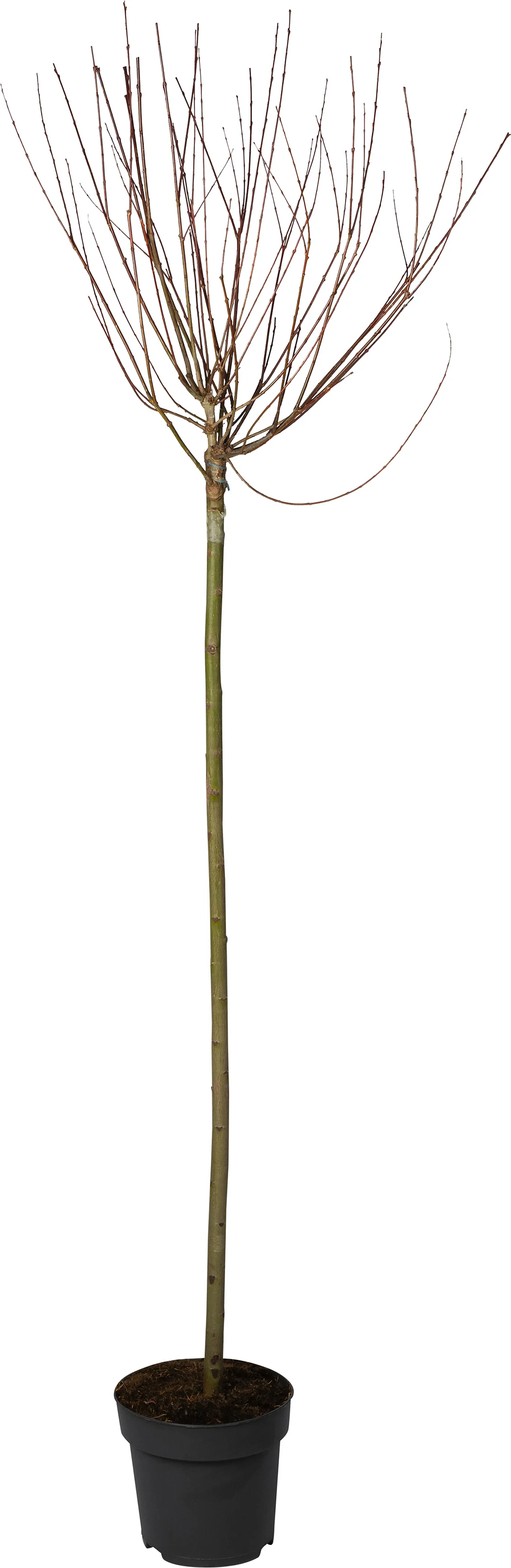 Bonte Wilg (Salix integra 'Hakuro Nishiki') D 26 H 160 cm