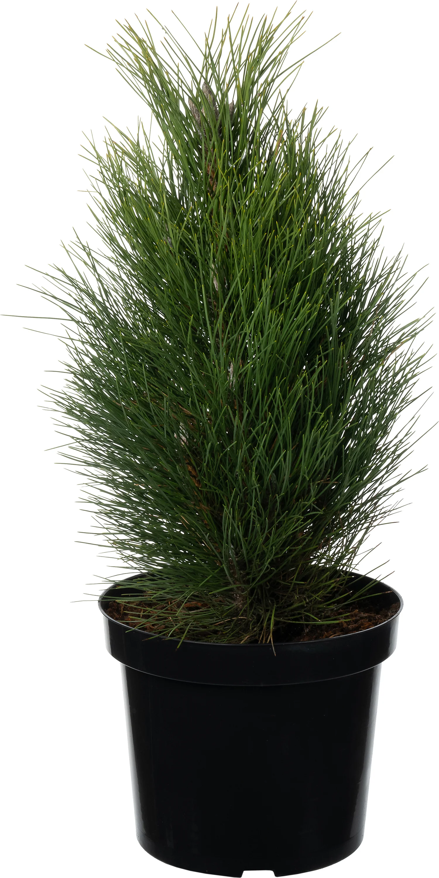 Bosnische Den (Pinus heldreichii 'Green Tower') D 26 H 40 cm