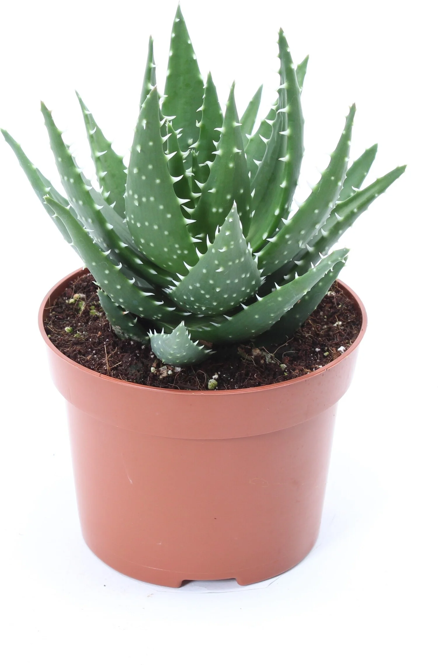 Aloe (Aloe melanacantha 'Jaws') D 12 H 15 cm
