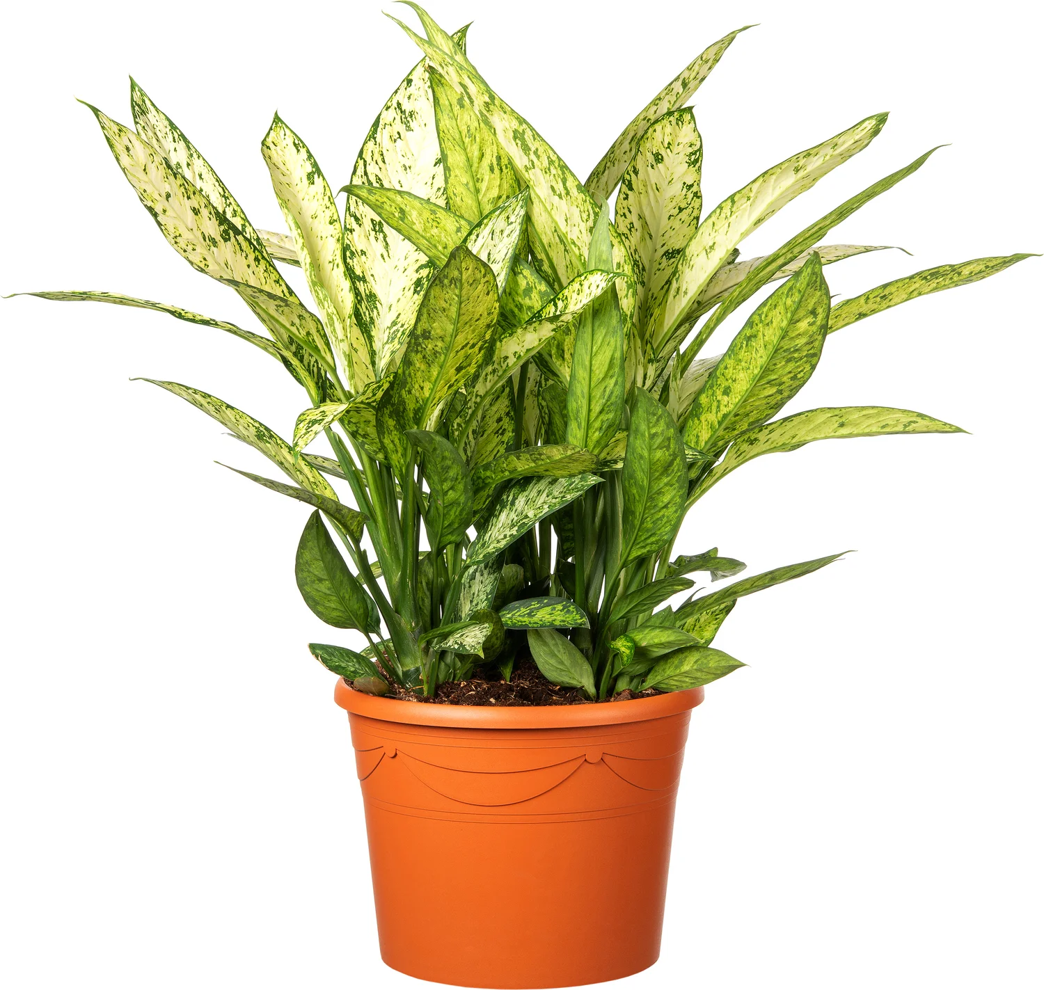 Dieffenbachia (Dieffenbachia seguine 'Crown') D 35 H 150 cm