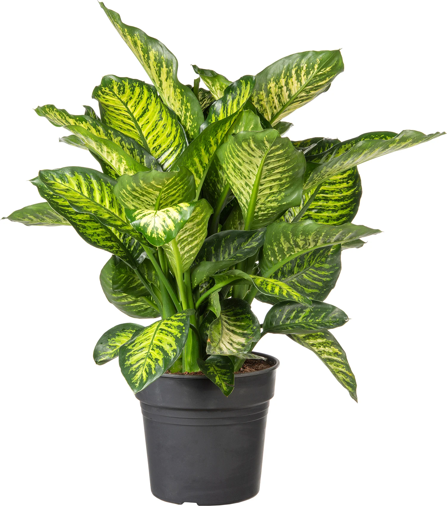 Dieffenbachia (Dieffenbachia 'Maroba' ) D 30 H 80 cm