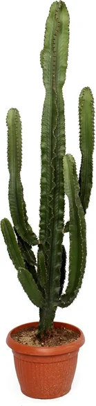 Cowboycactus (Euphorbia erytrea) D 35 H 160 cm