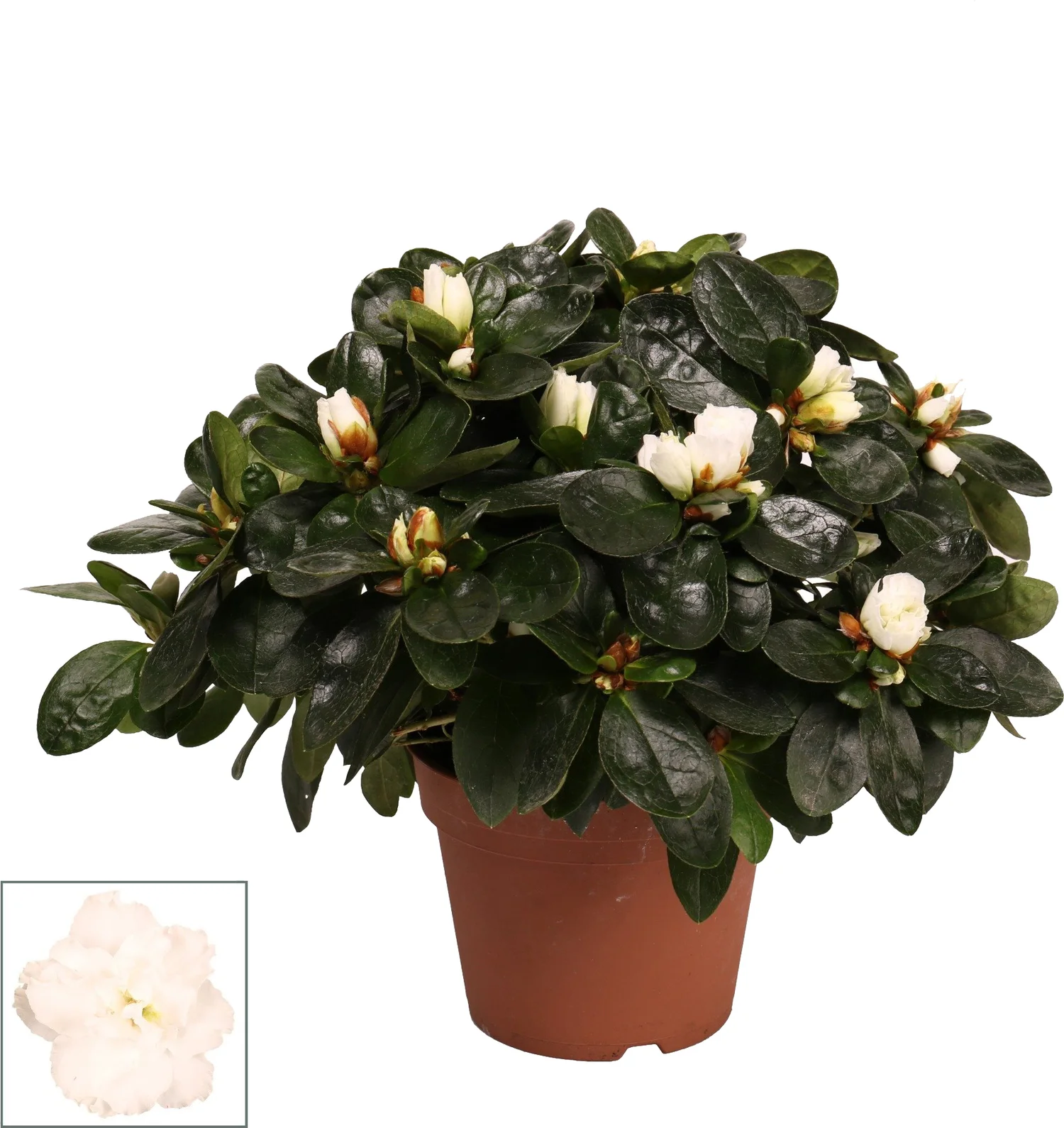 Azalea (Rhododendron luxe) wit D 12 H 30 cm