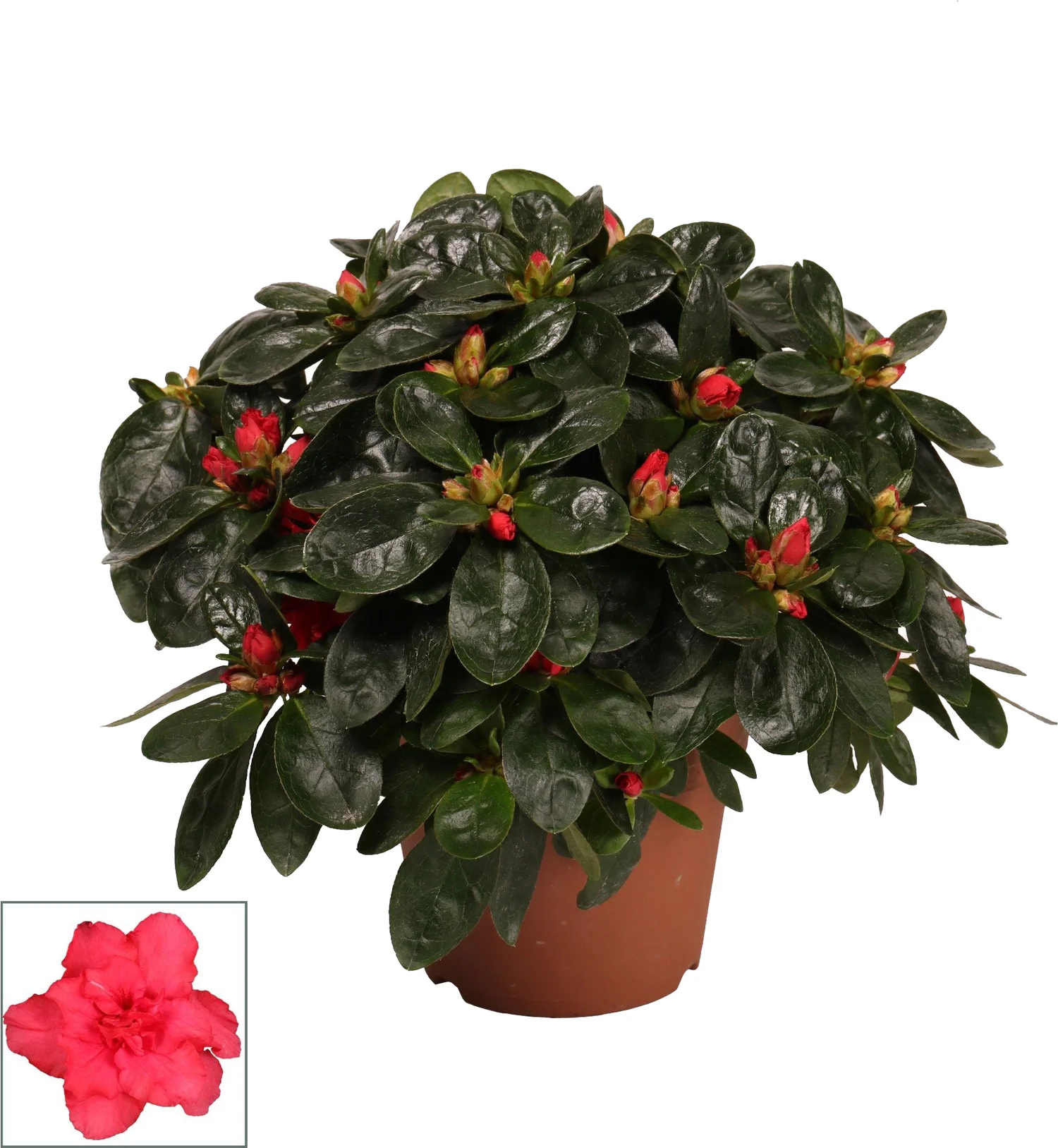 Azalea (Rhododendron luxe) rood D 12 H 30 cm