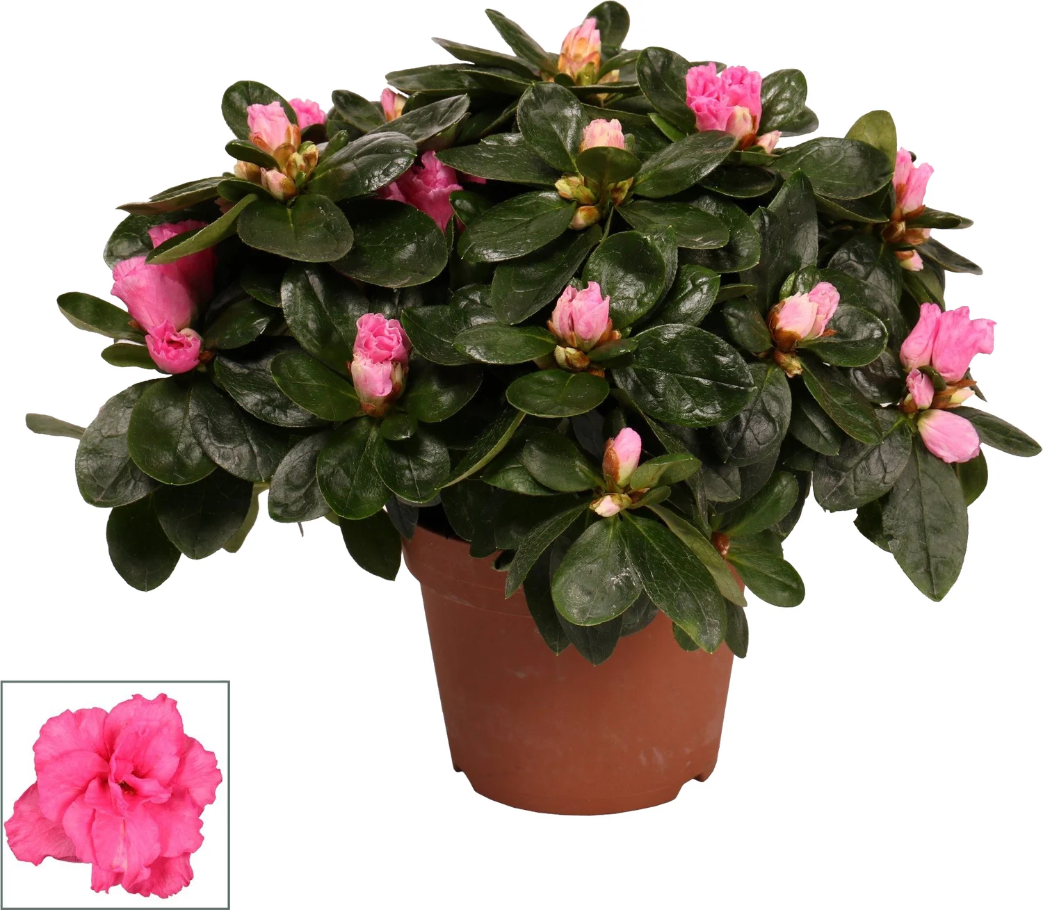Azalea (Rhododendron luxe) roze D 12 H 30 cm