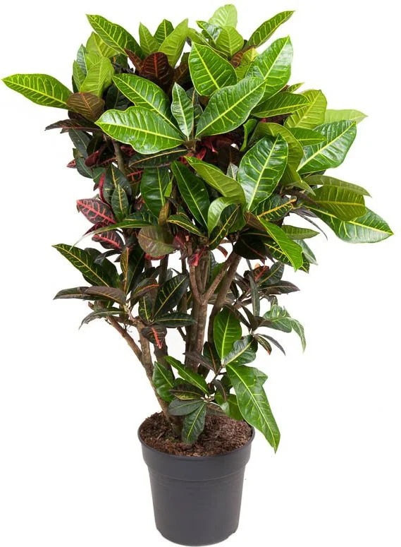 Croton (Codiaeum 'Petra') D 31 H 130 cm