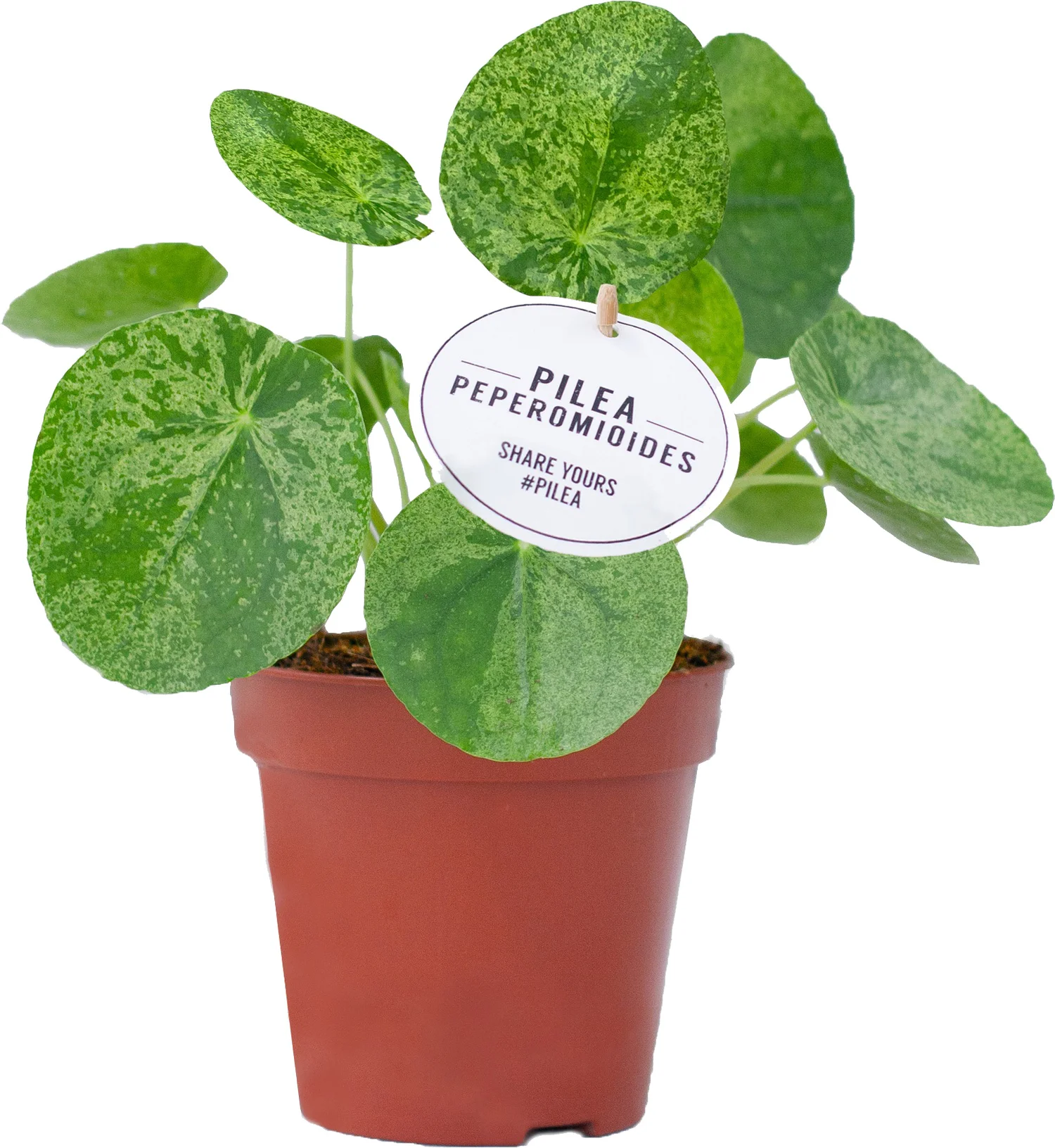 Bonte Pannenkoekenplant (Pilea peperomioides 'Mojito') D 13 H 20 cm