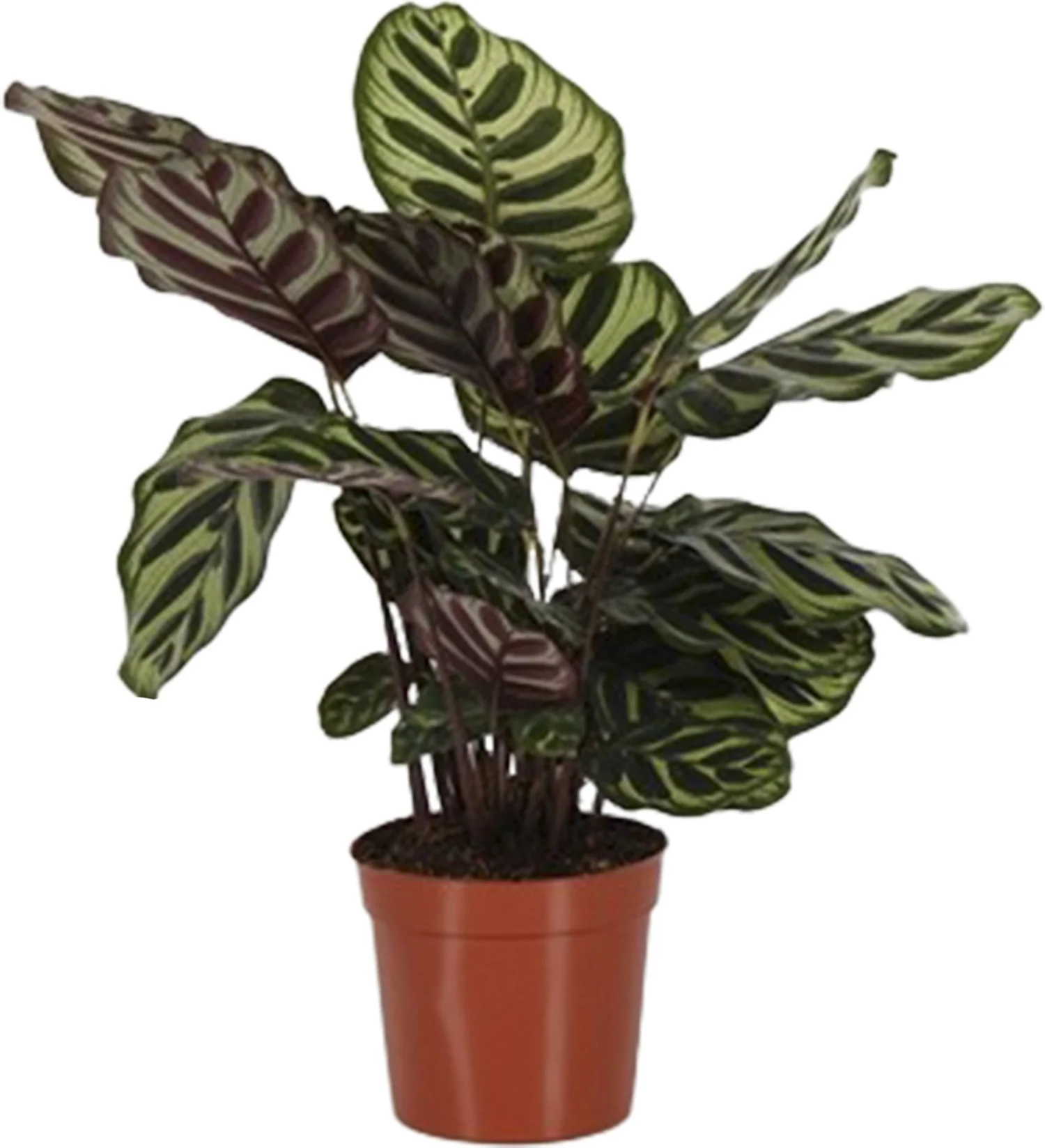 Calathea (Calathea makoyana) D 14 H 40 cm