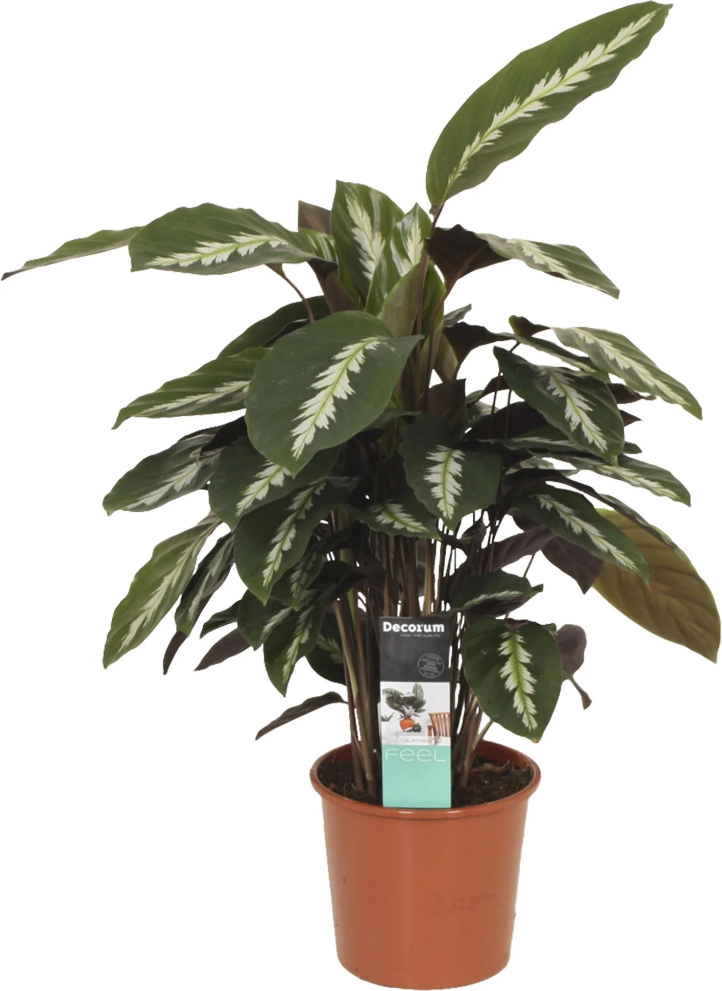 Calathea (Calathea 'Maui Queen') D 17 H 50 cm