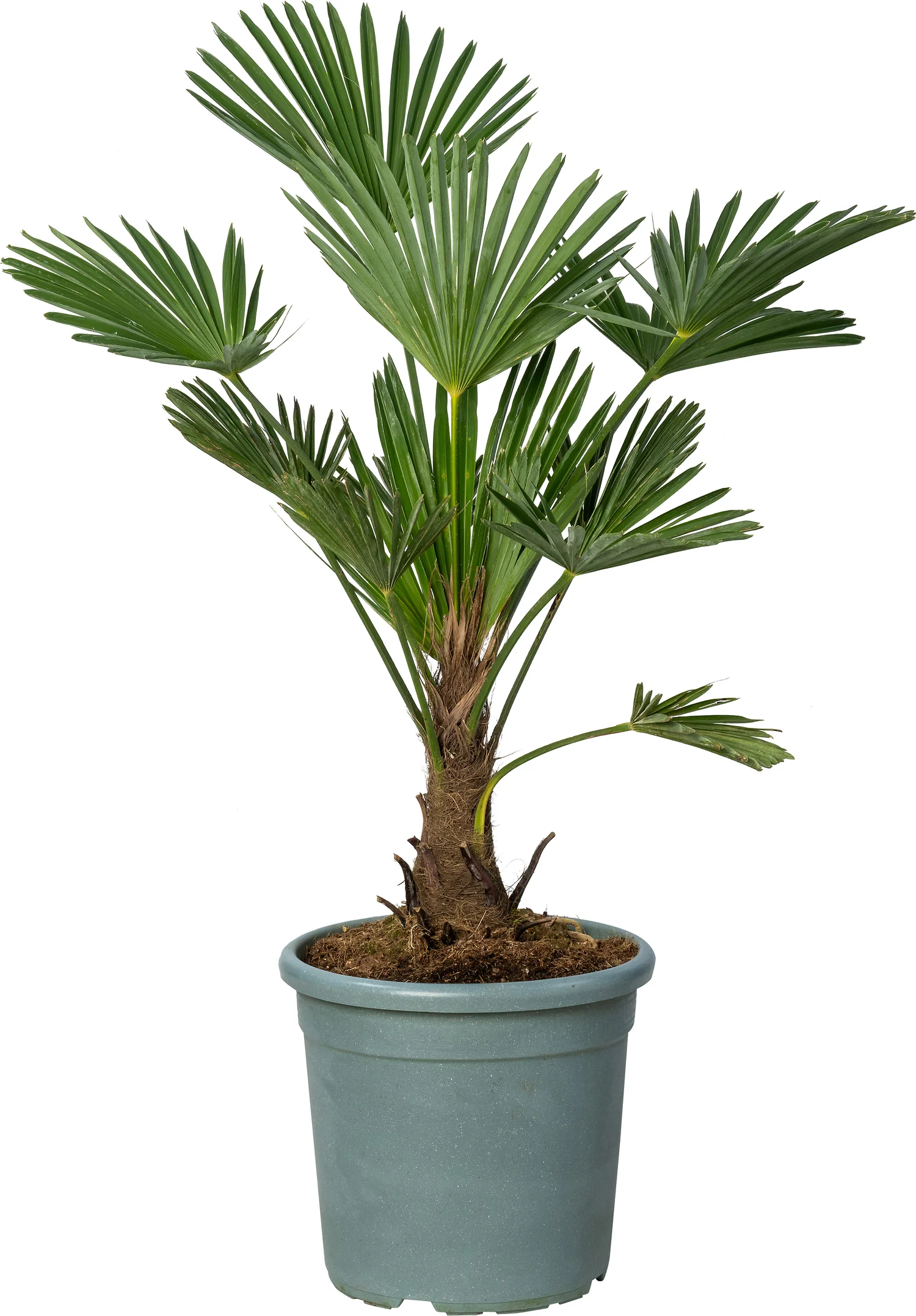 Chinese Waaierpalm (trachycarpus wagnerianus) D 34 H 60 cm