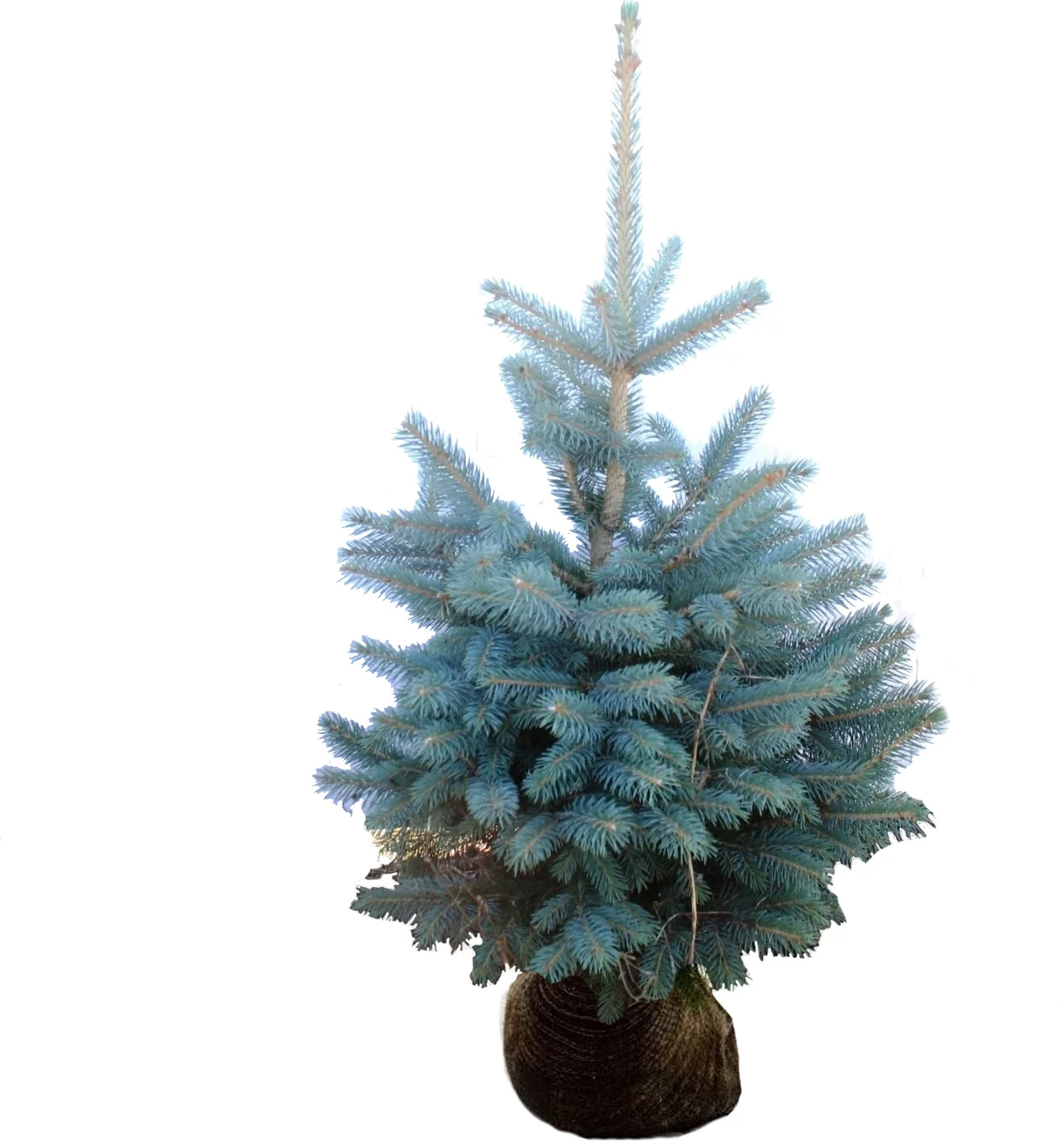 Blauwspar (Picea pungens 'Glauca') H 100 cm