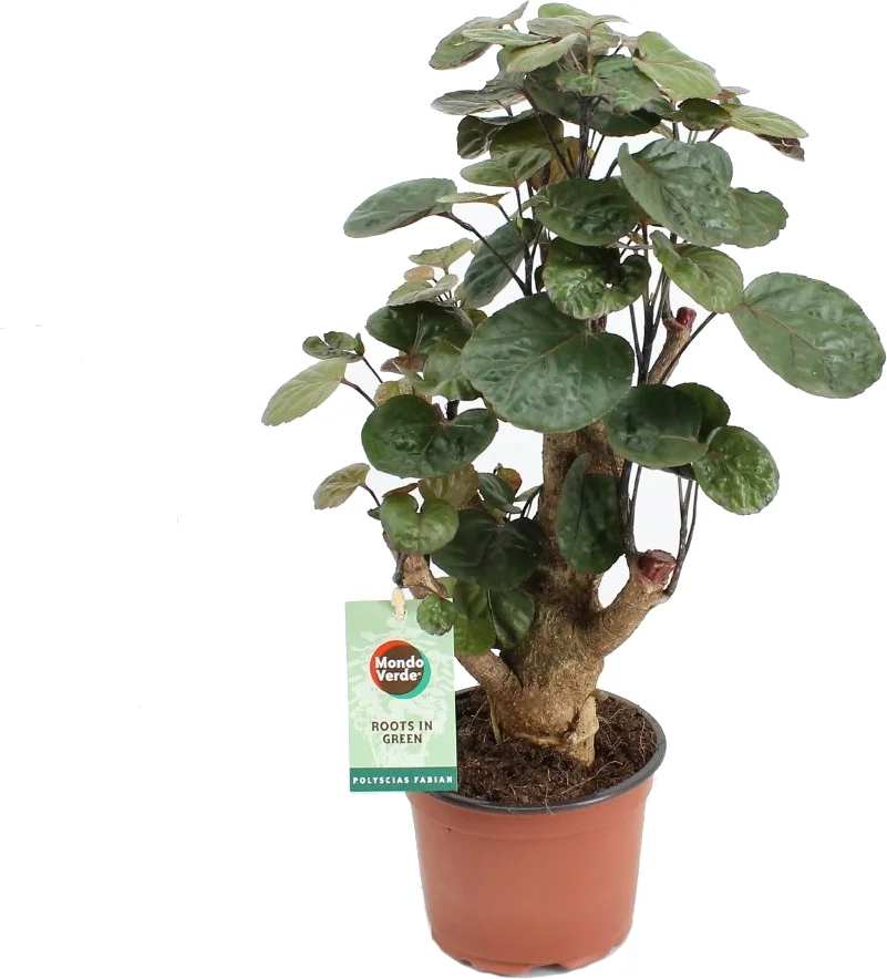 Aralia (Polyscias 'Fabian') D 12 H 40 cm