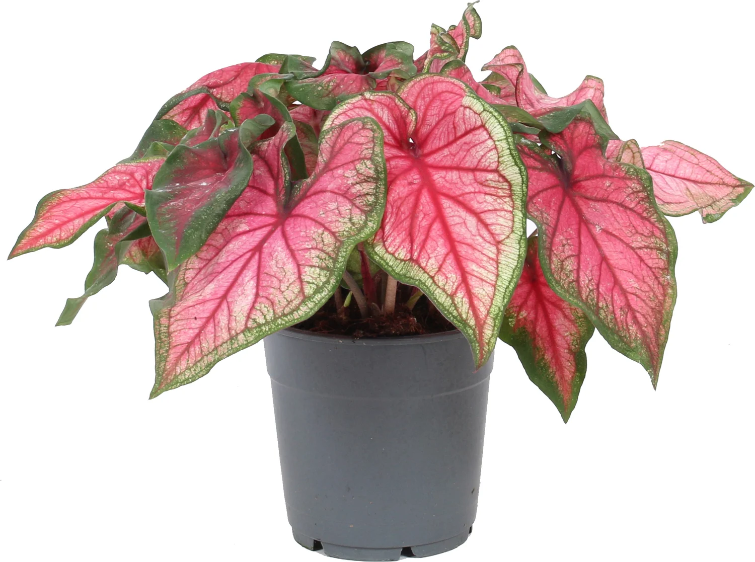 Caladium (Caladium hybride) roze D 12 H 25 cm