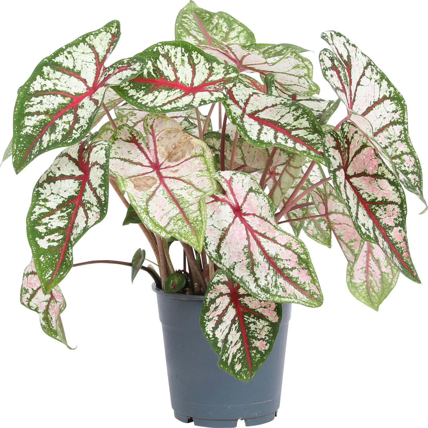 Caladium (Caladium 'Carousel') D 12 H 25 cm