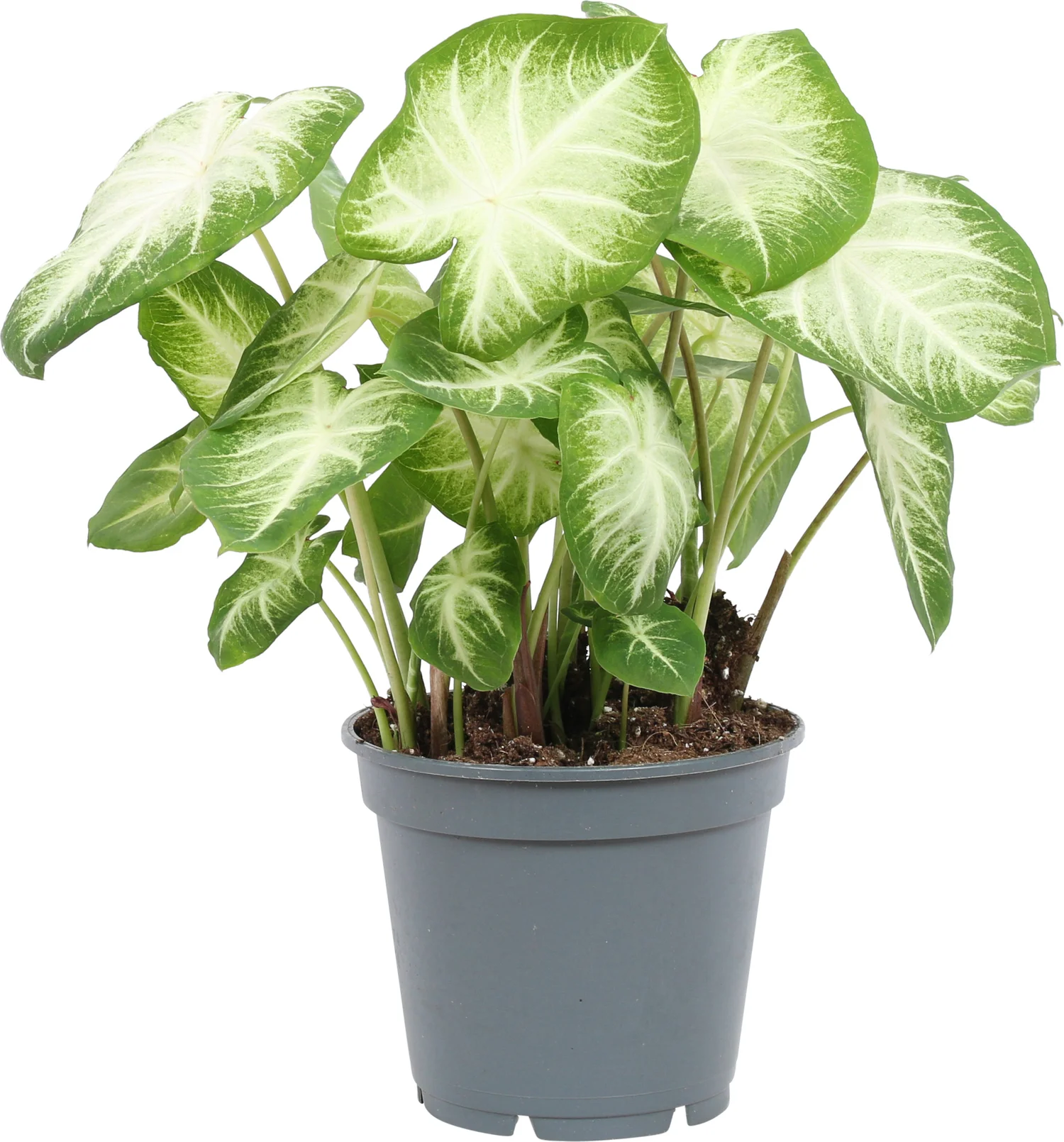 Caladium (Caladium 'Aaron') D 17 H 40 cm
