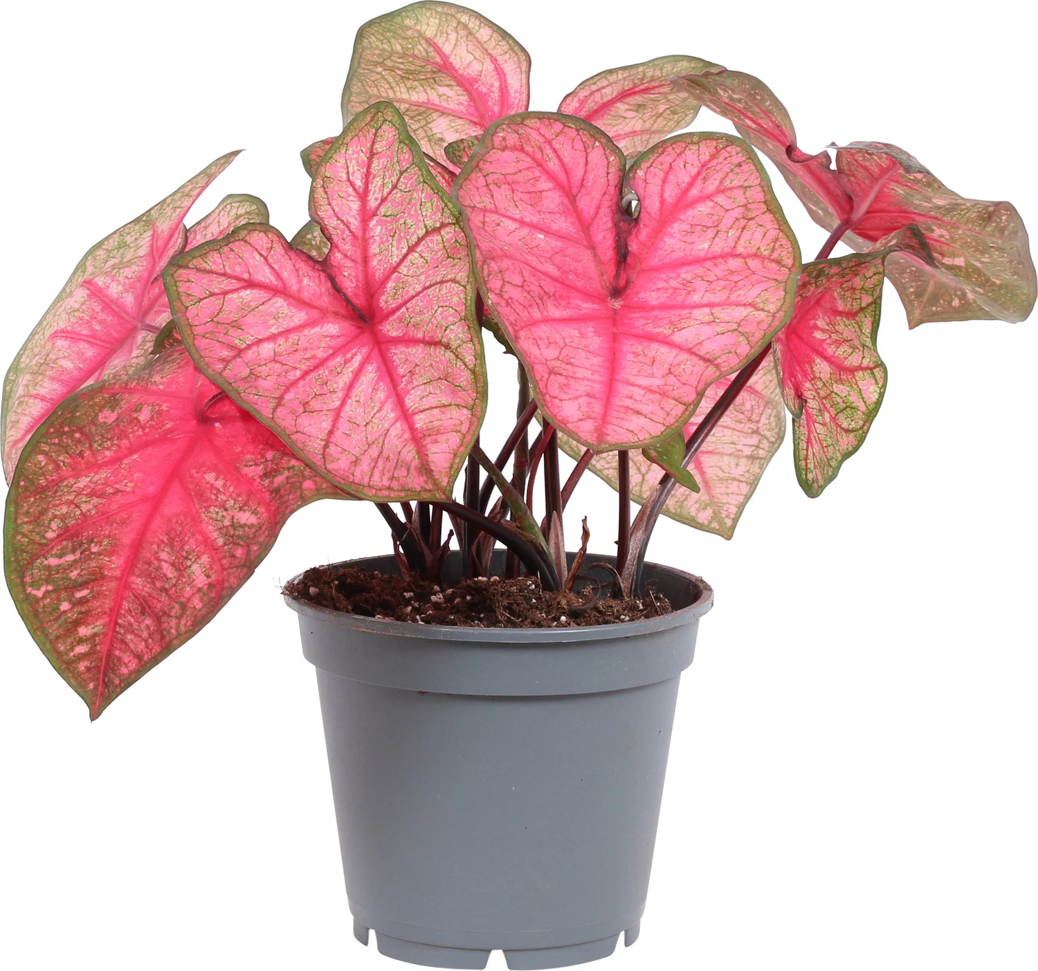 Caladium (Caladium 'Party Punch') D 17 H 40 cm