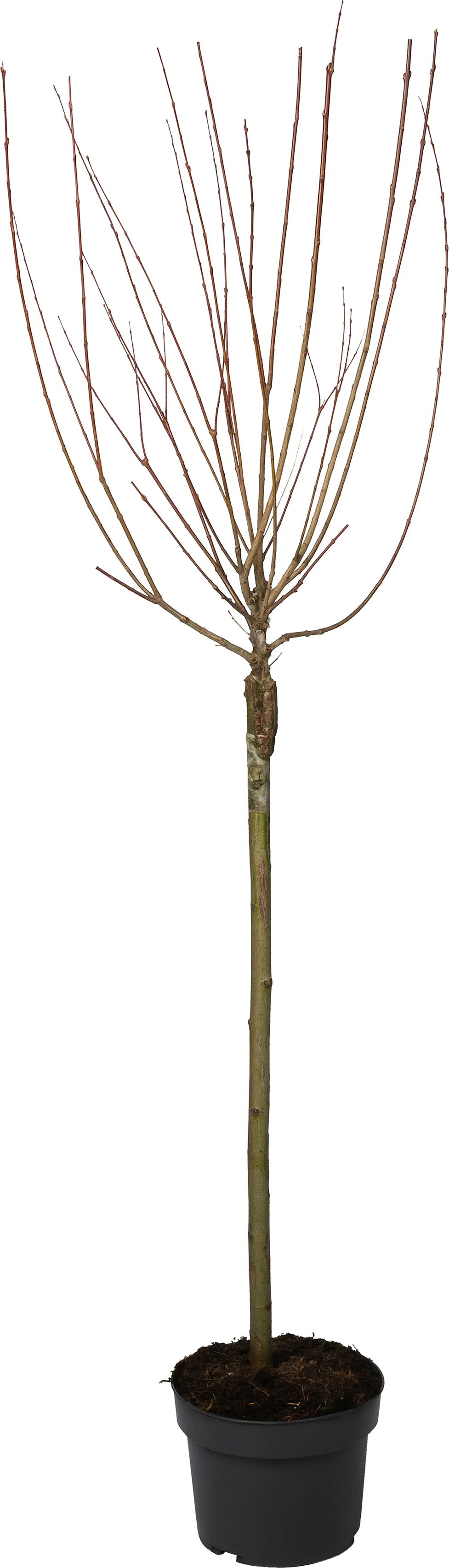 Bonte Wilg (Salix integra 'Hakuro Nishiki') D 17 H 100 cm