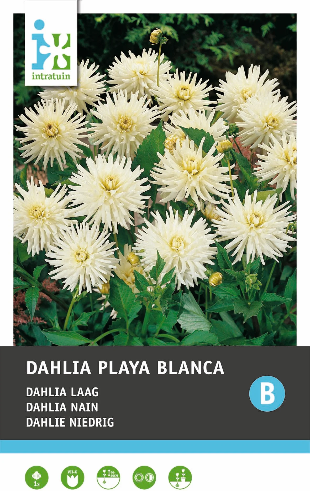 Dahlia (Dahlia cactus 'Playa Blanca')