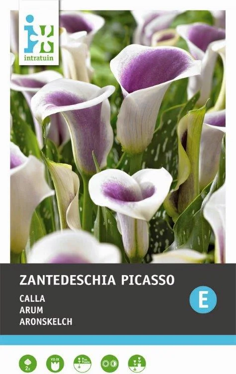 Calla (Zantedeschia 'Picasso') 2 stuks