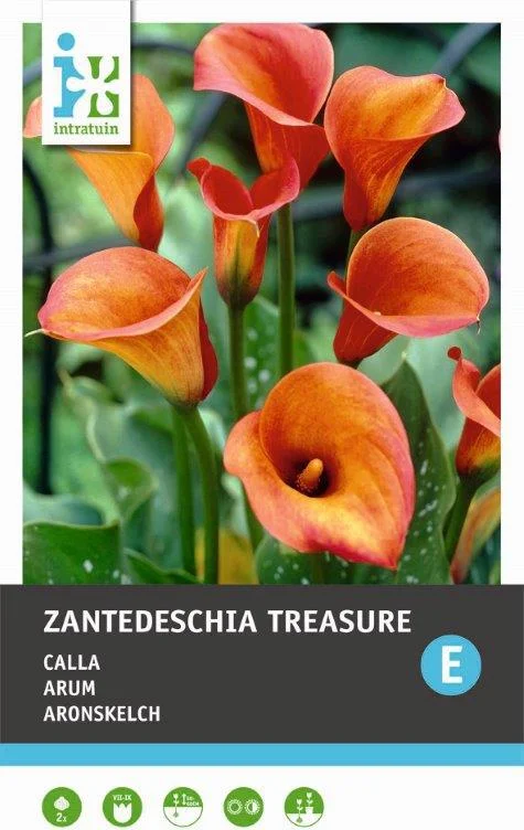 Calla (Zantedeschia 'Treasure') 2 stuks