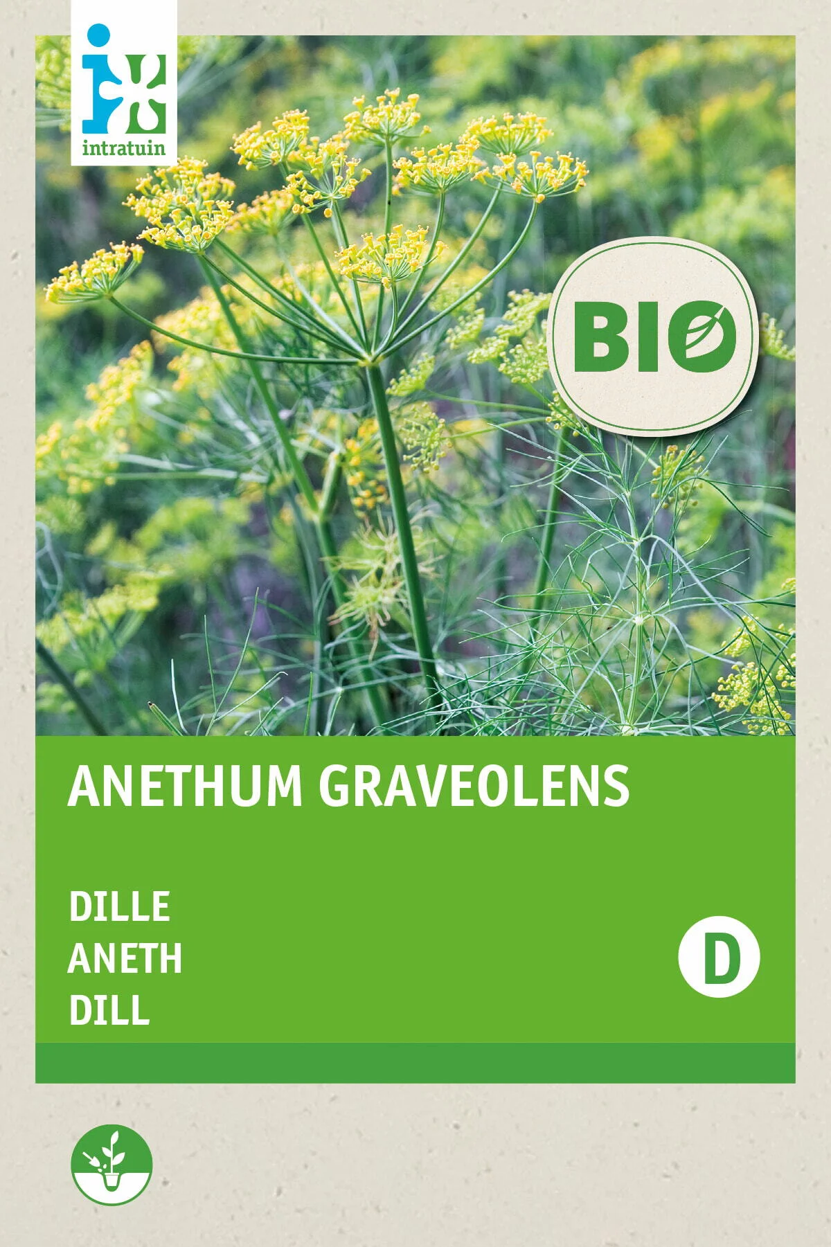 Biologische Intratuin kruidenzaad Dille (Anethum graveolens)