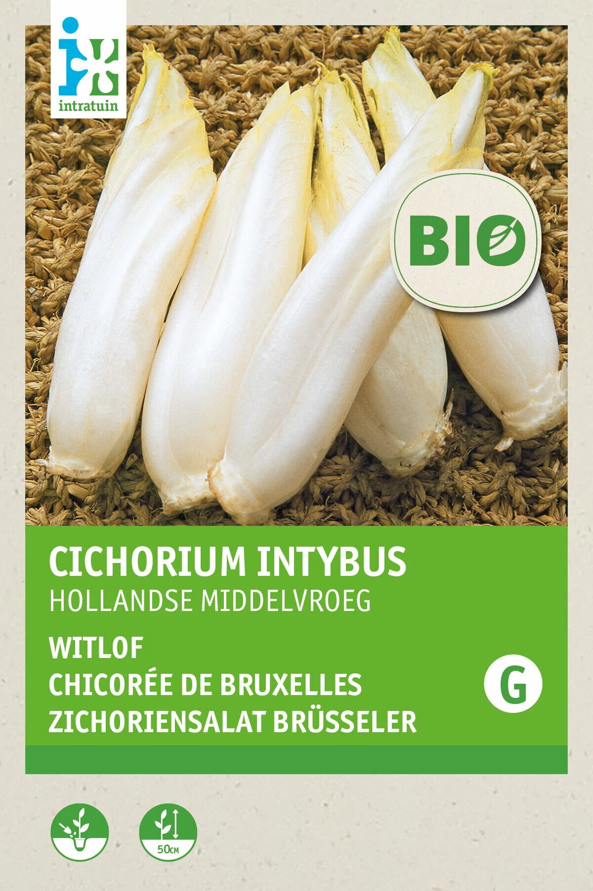 Biologische Intratuin groentezaad Hollandse Witlof Middelvroeg (Cichorium intybus)