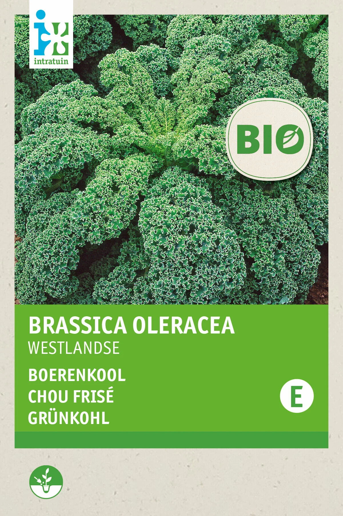 Biologische Intratuin groentezaad Boerenkool (Brassica oleracea 'Westlandse Winter')