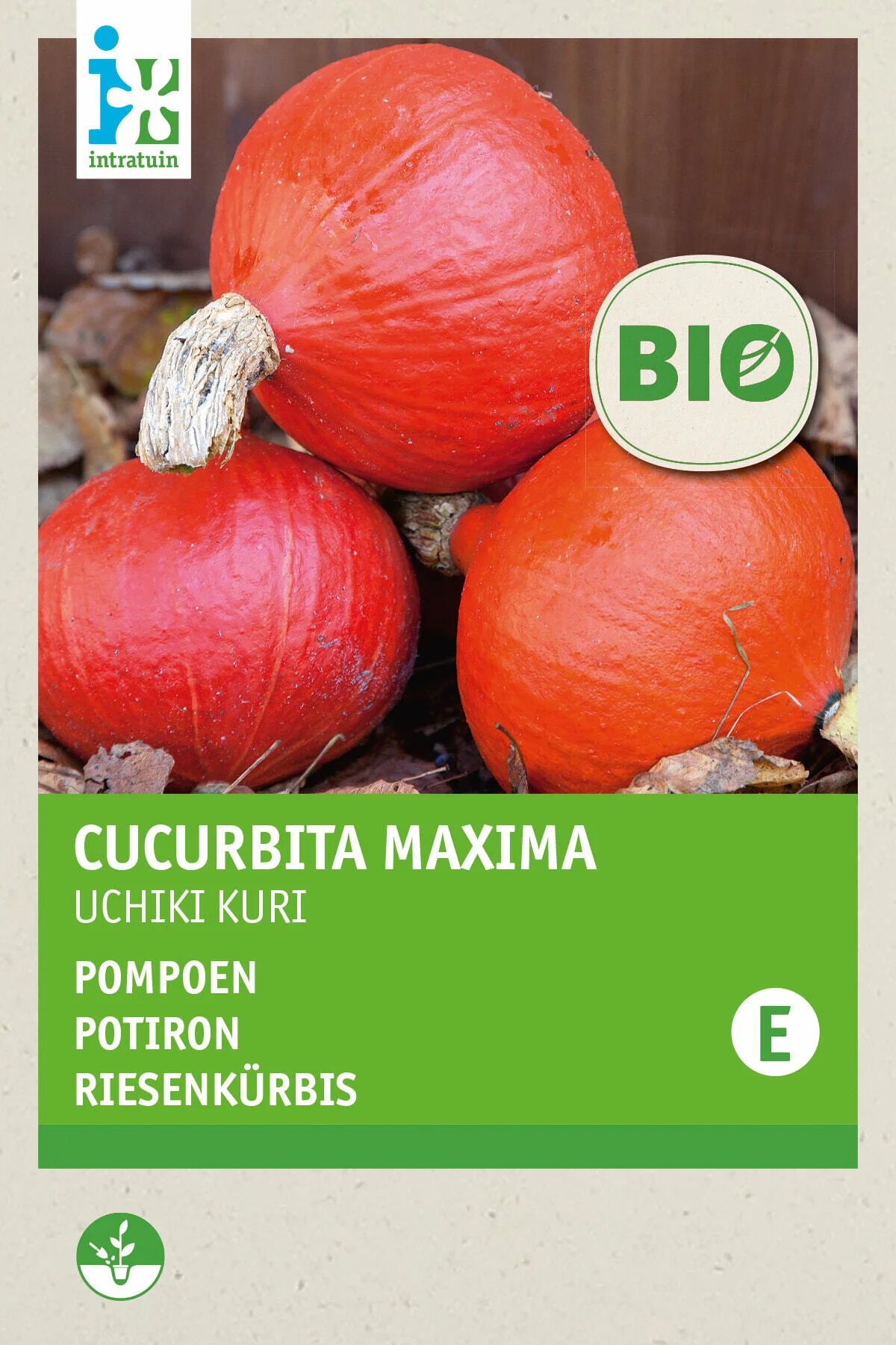 Biologische Intratuin groentezaad Pompoen (Cucurbita maxima 'Uchiki Kuri')