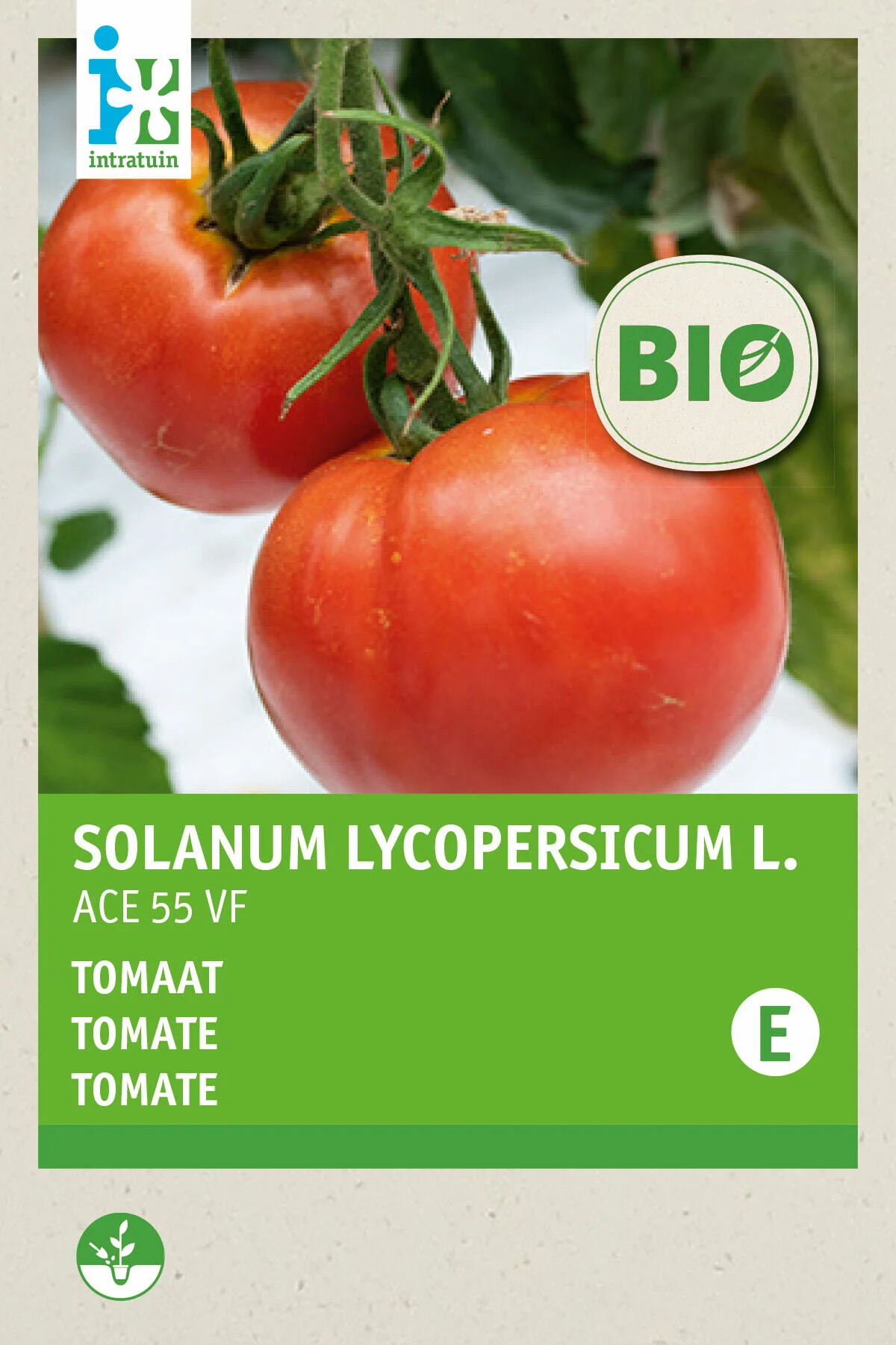 Biologische Intratuin groentezaad Vleestomaat (Solanum lycopersicum 'Ace 55VF')