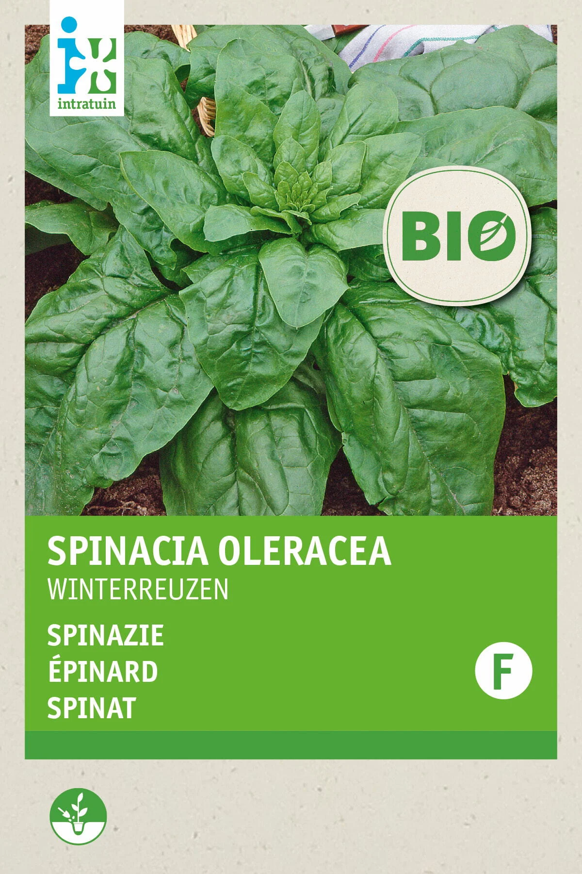 Biologische Intratuin groentezaad Spinazie (Spinacia oleracea 'Securo')