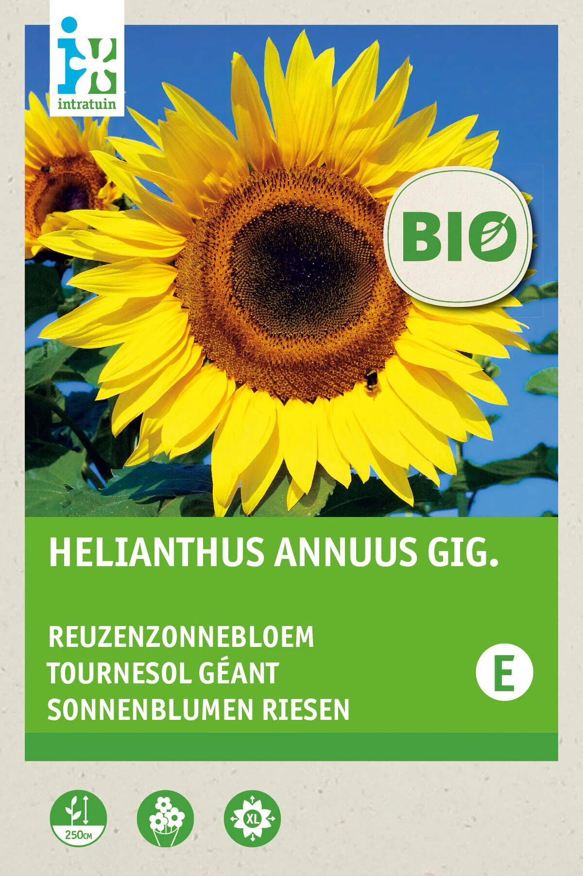 Biologische Intratuin bloemenzaad Reuzenzonnebloem (Helianthus annuus 'Giganteus')