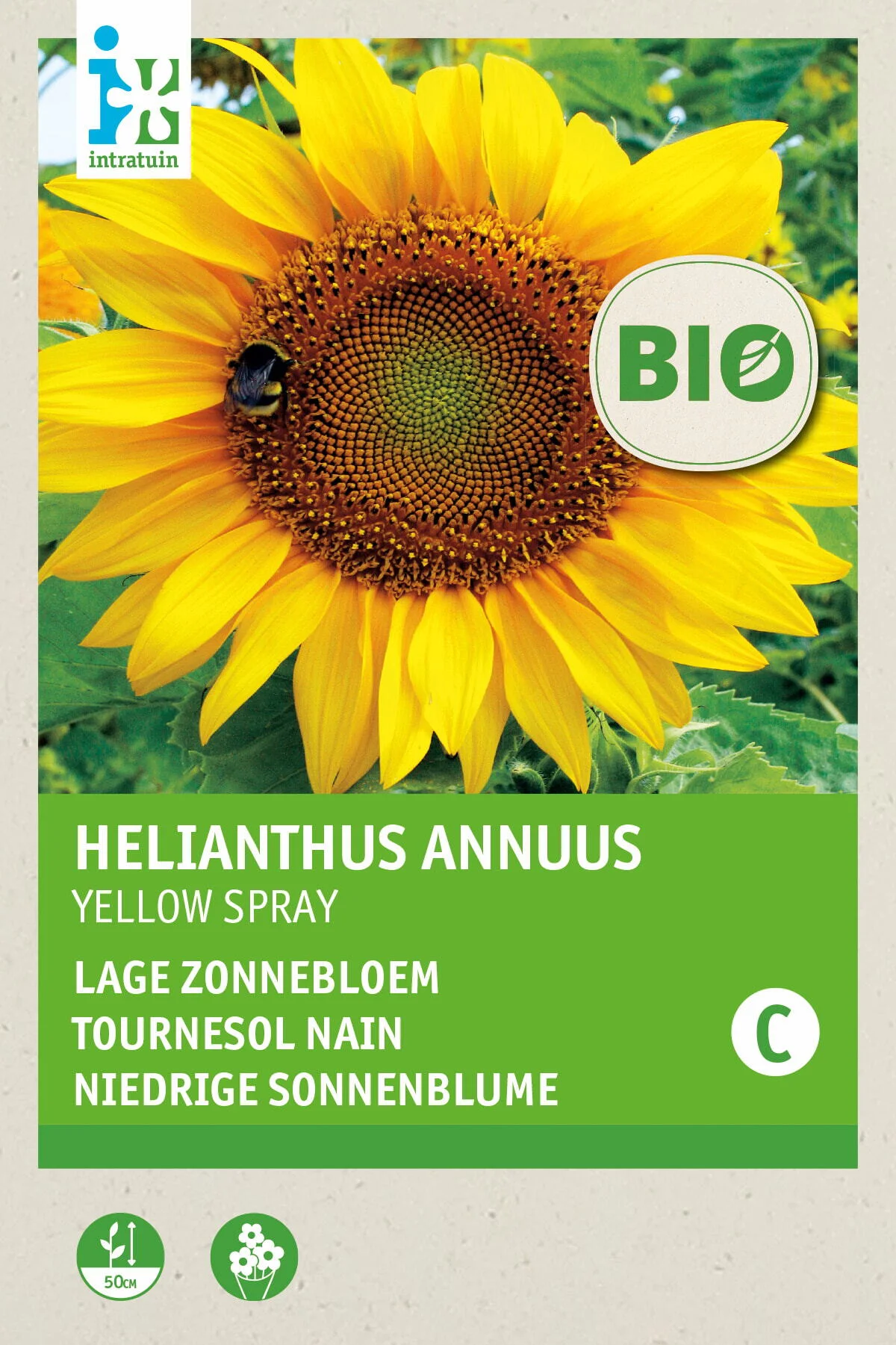 Biologische Intratuin bloemenzaad Zonnebloem (Helianthus annuum 'Sunspot')