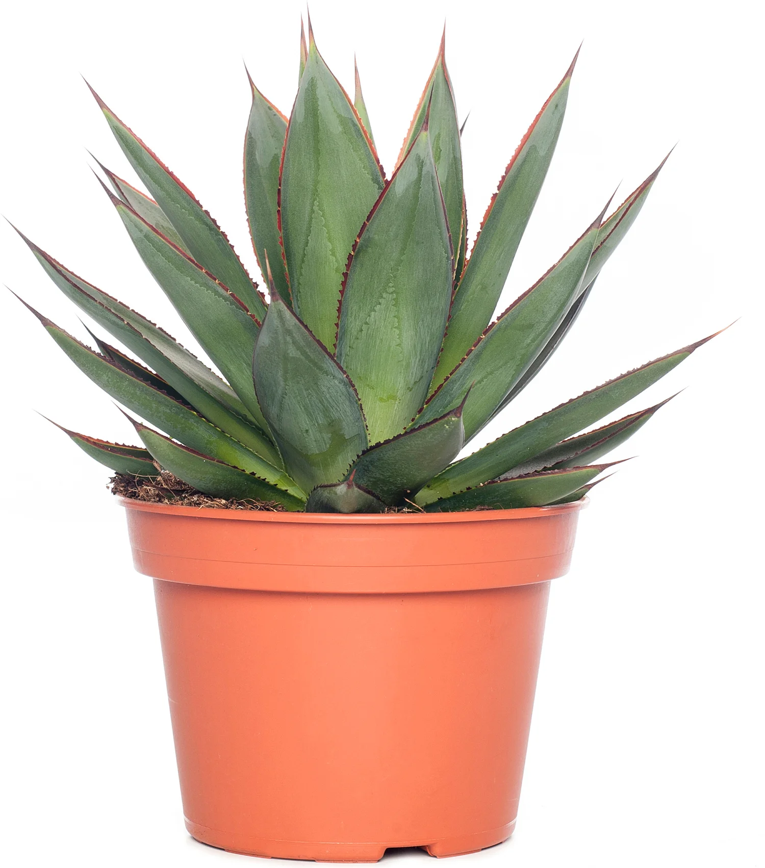 Agave (Agave 'Shaka Zulu') D 15 H 30 cm