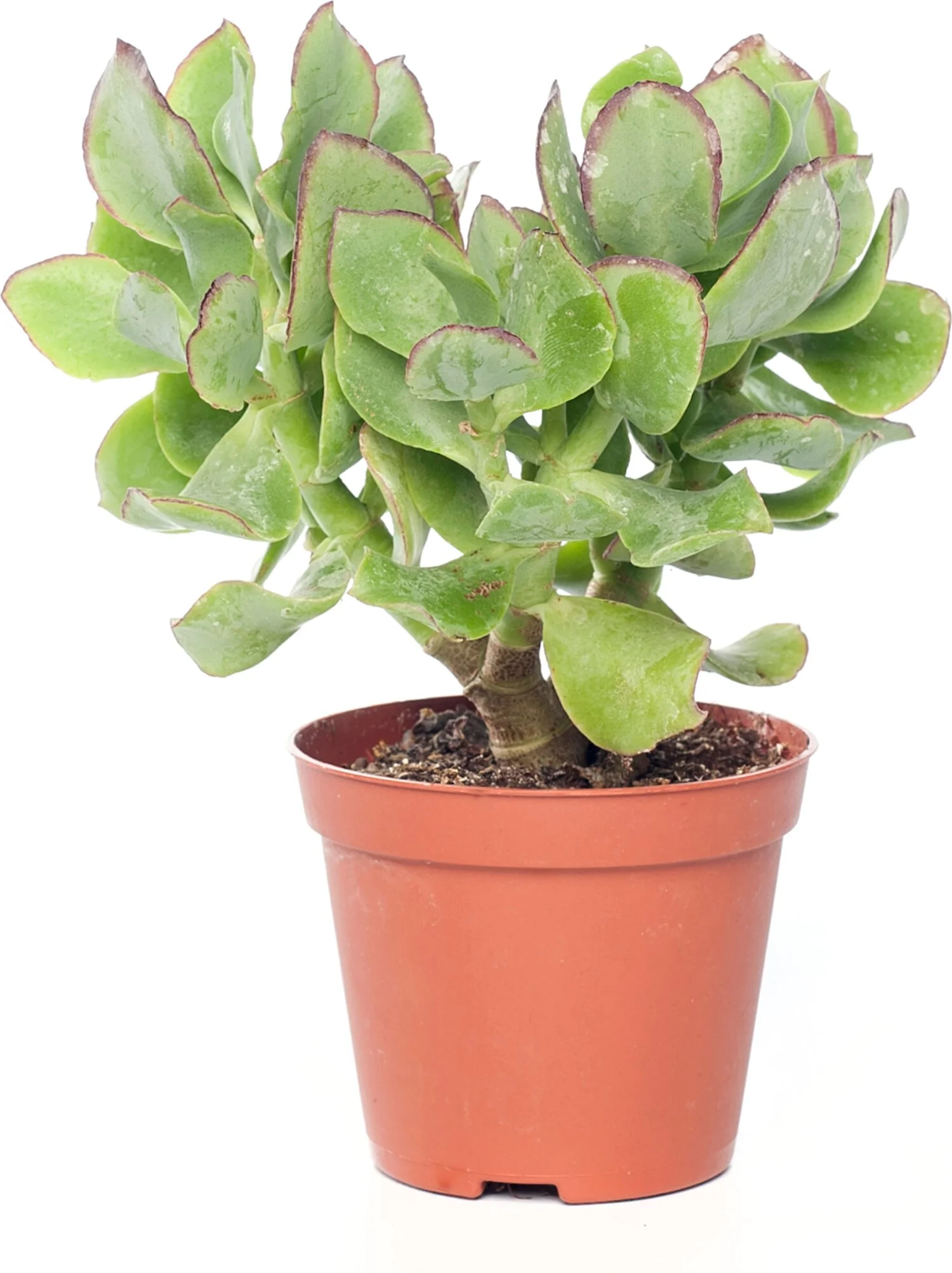 Crassula (Crassula arborescens 'Cristaat') D 8,5 H 12 cm