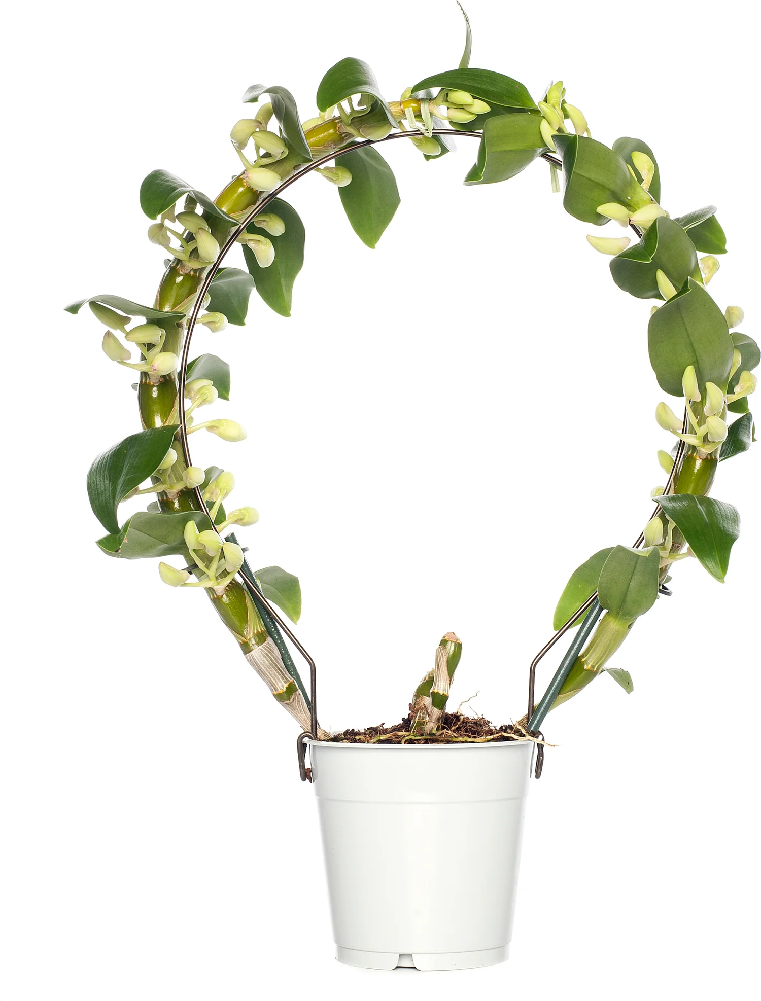 Bamboe orchidee (Dendrobium nobile 'Apollon') op boogrekje D 12 H 45 cm