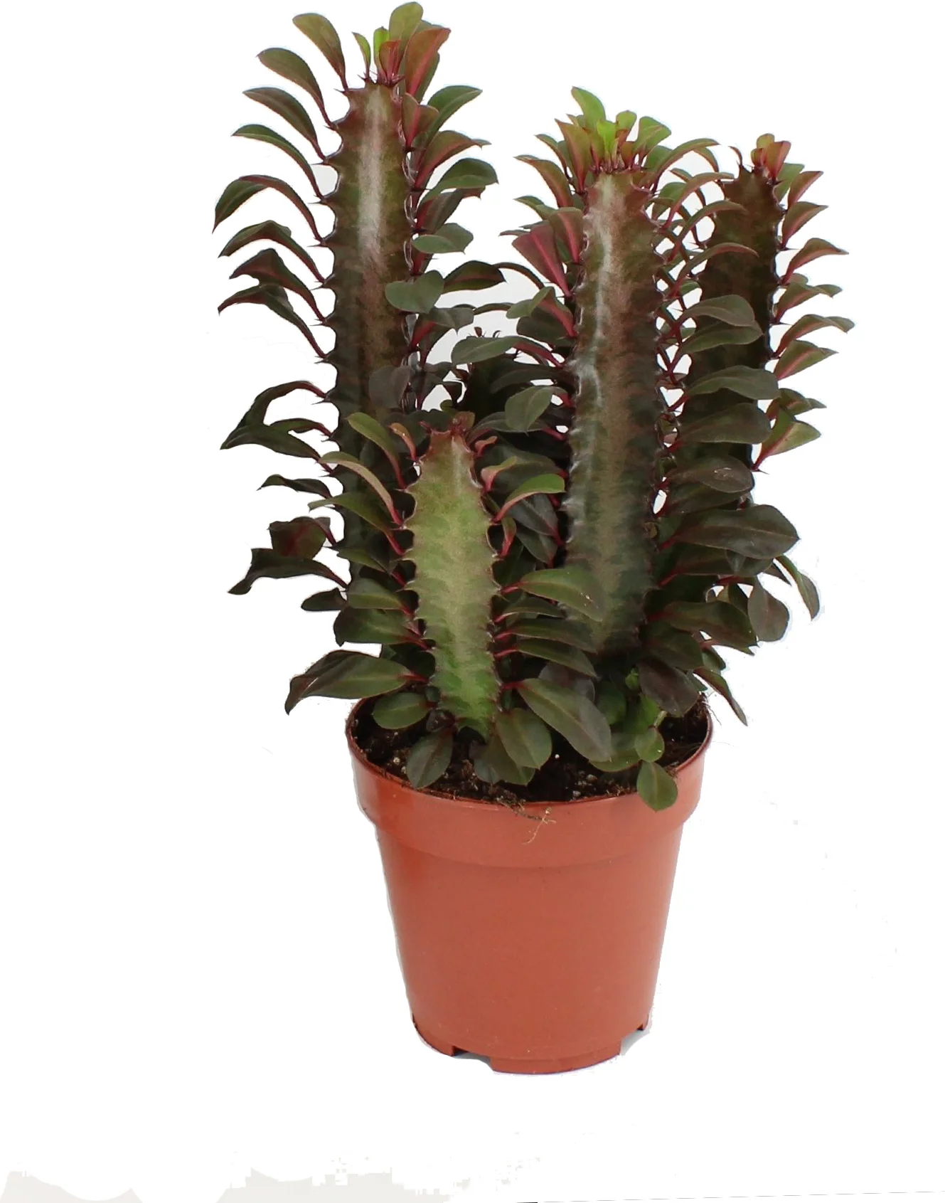 Afrikaanse melkboom (Euphorbia trigona 'Rubra') D 12 H 20 cm
