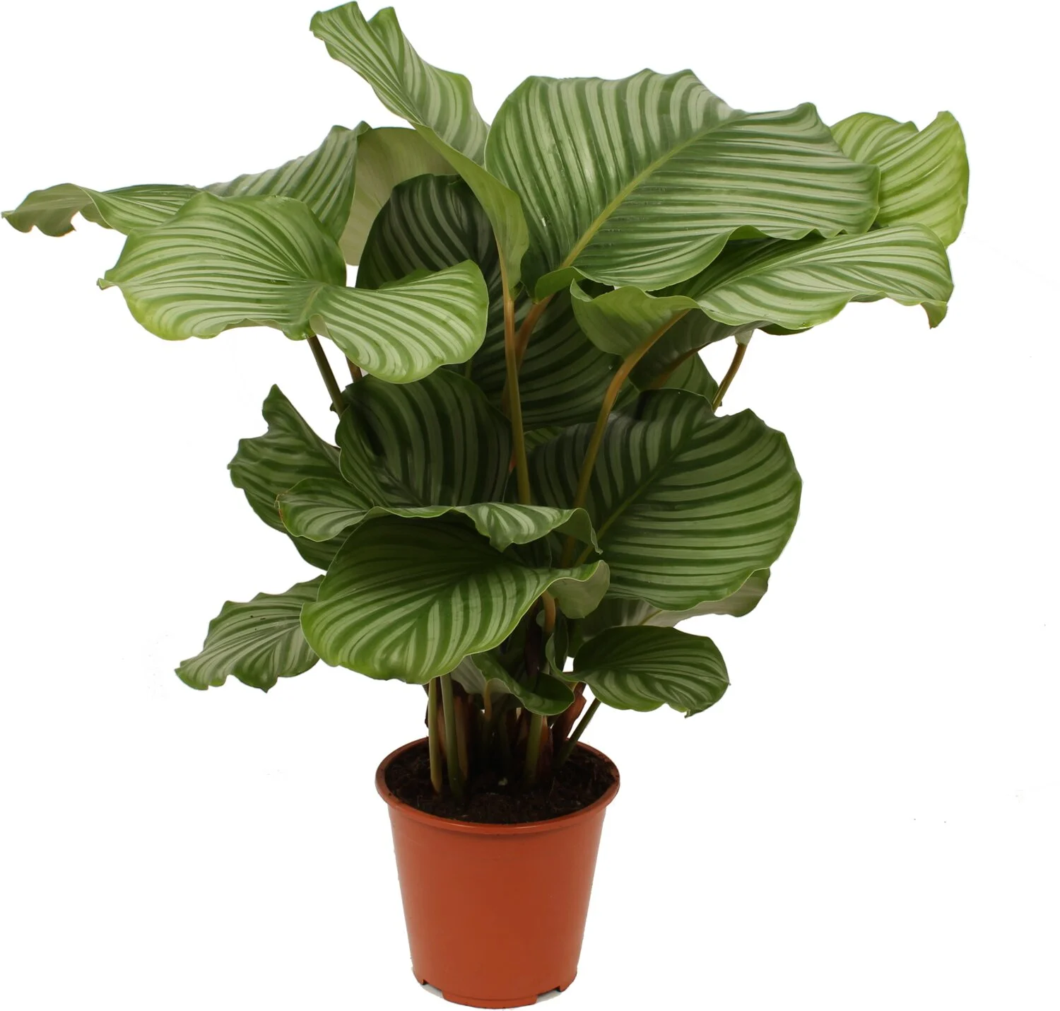 Calathea (Calathea orbifolia) D 19 H 75 cm