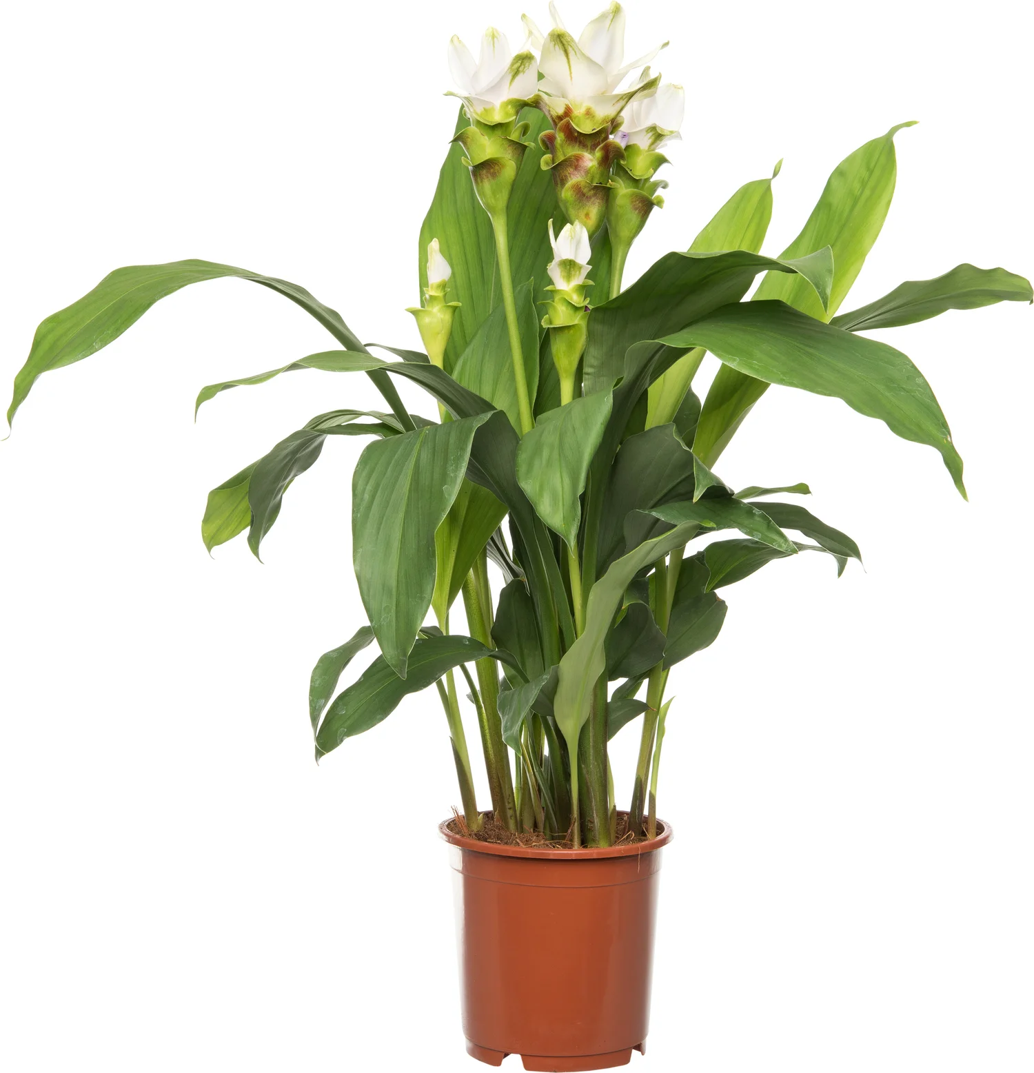 Curcuma (Curcuma 'Stardust') D 15 H 60 cm
