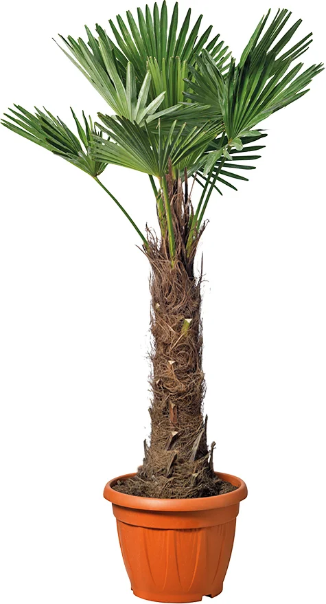 Chinese Waaierpalm (Trachycarpus fortunei) D 70 H 200 cm