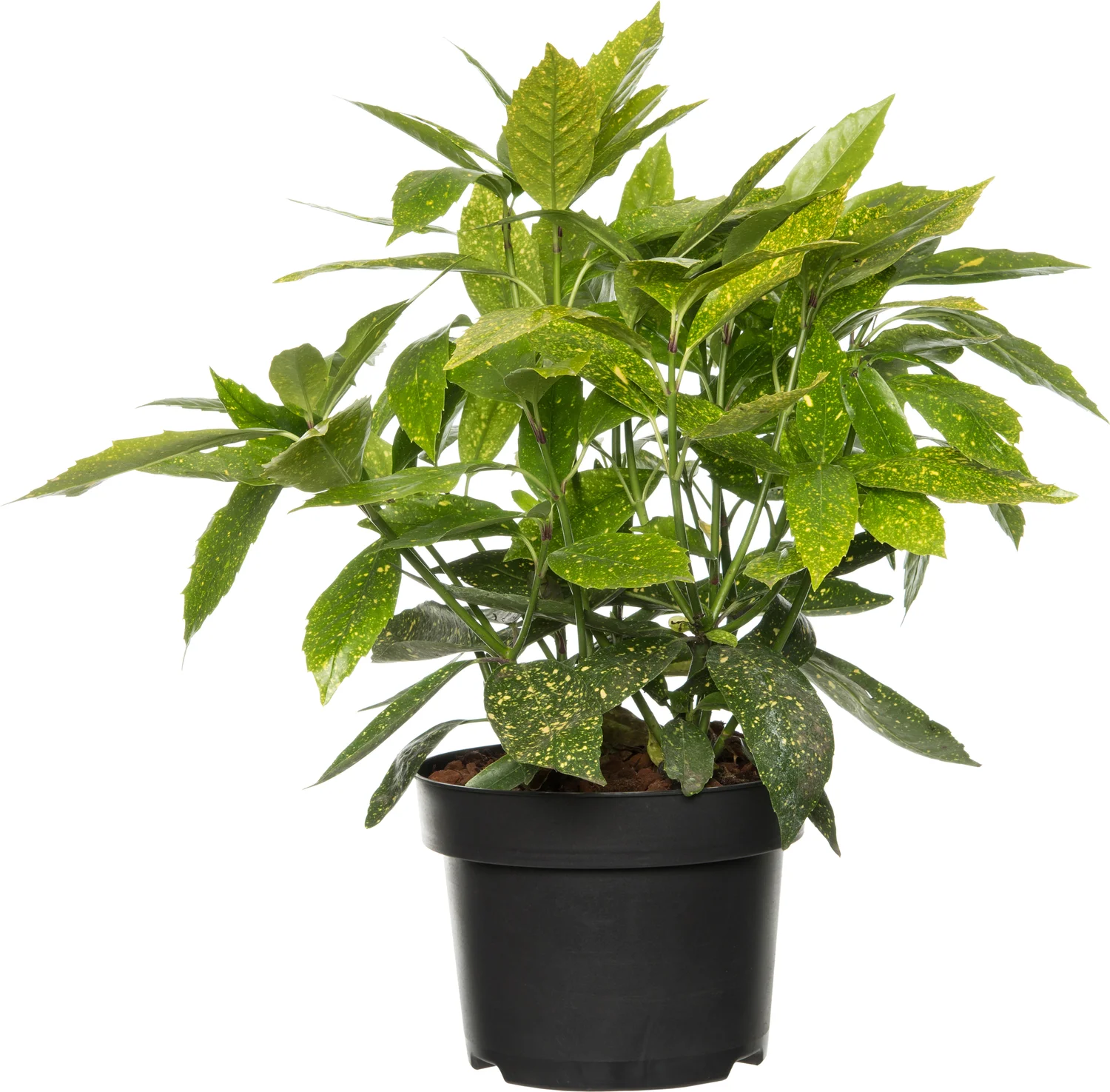 Broodboom (Aucuba japonica 'Variegata') D 23 H 55 cm
