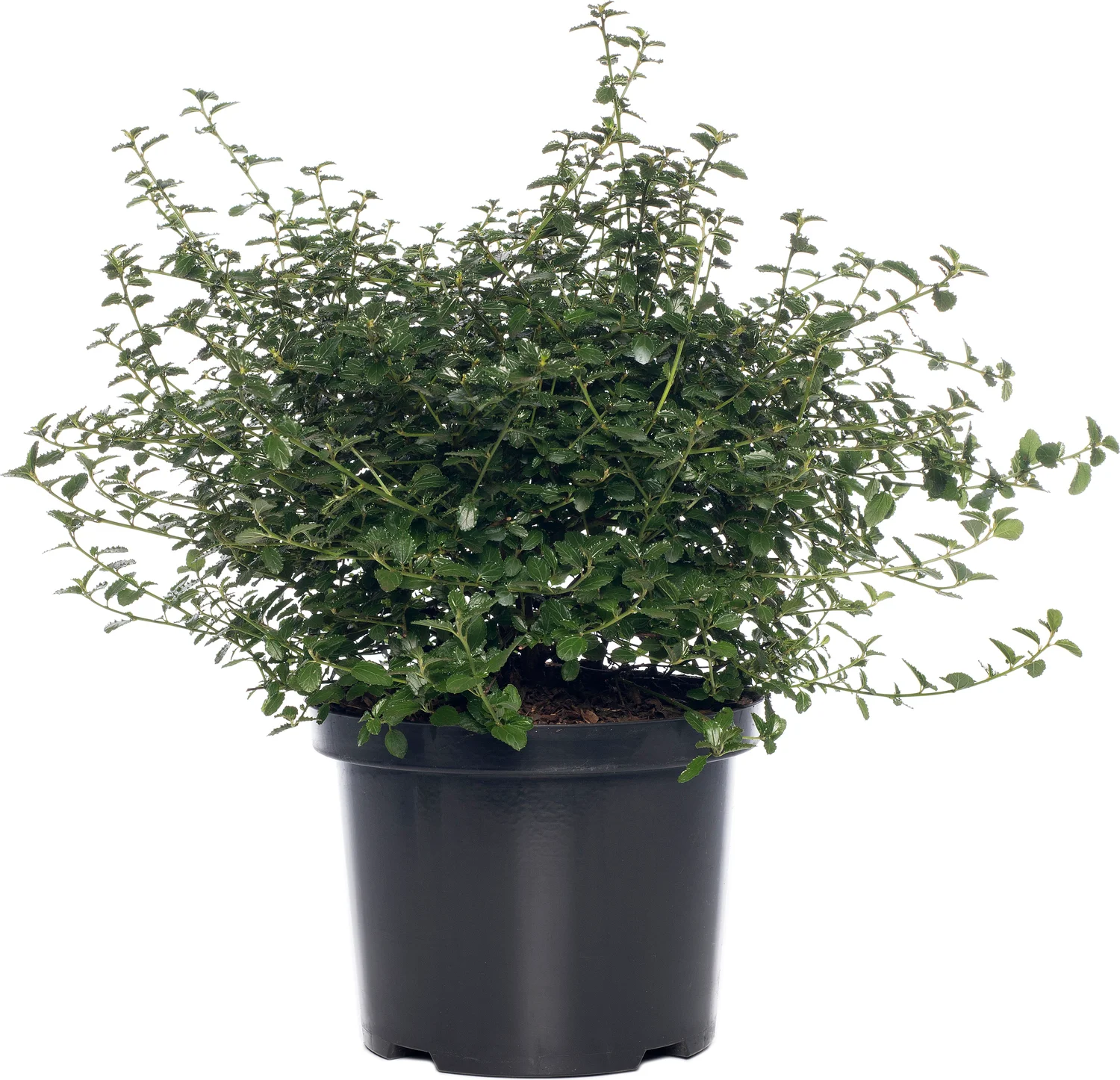 Amerikaanse sering (Ceanothus thyrsiflorus var. repens) D 23 H 35 cm
