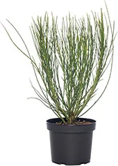 Brem (Cytisus scoparius 'Andreanus Splendens') D 21 H 40 cm
