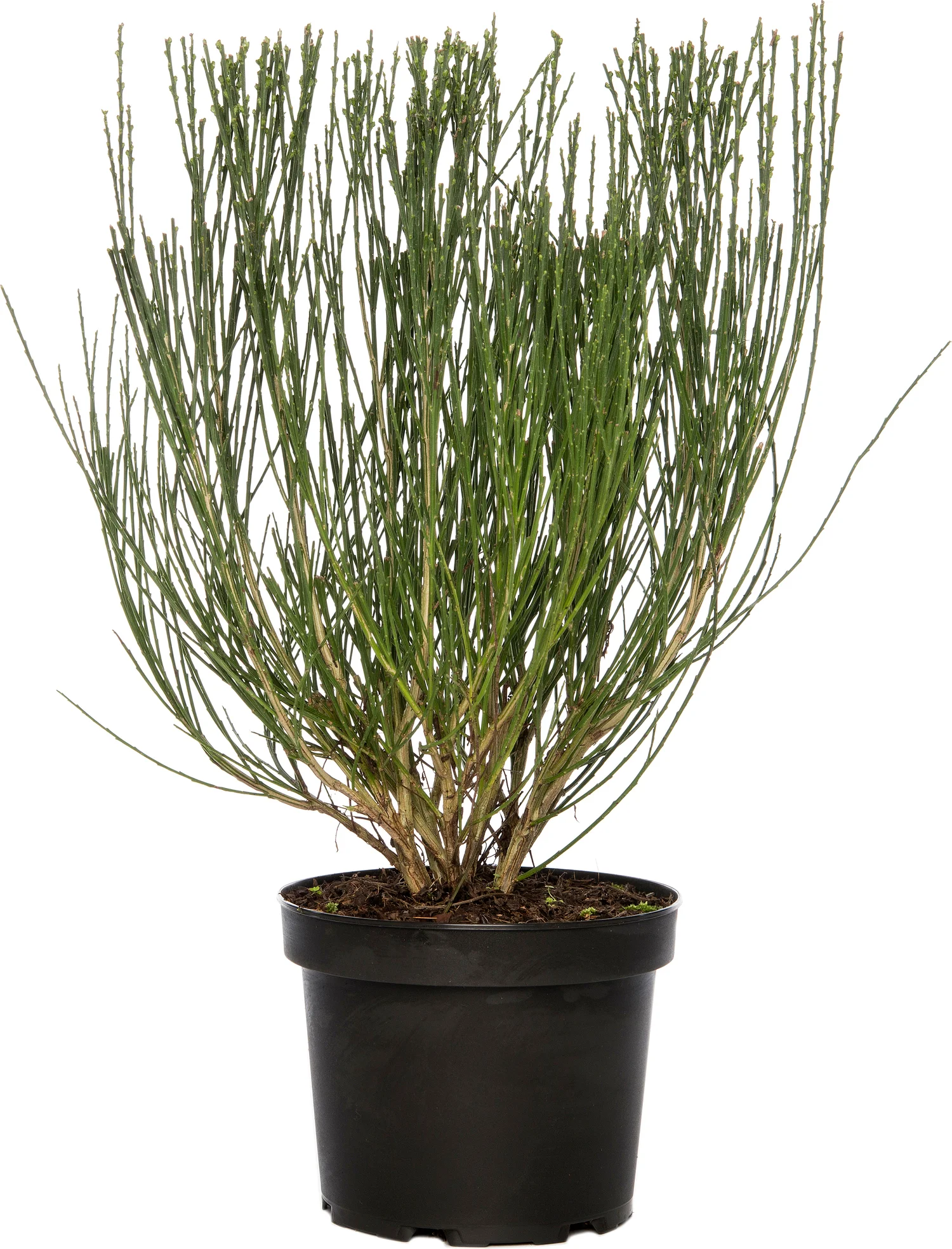 Brem (Cytisus 'Boskoop Ruby') D 21 H 40 cm
