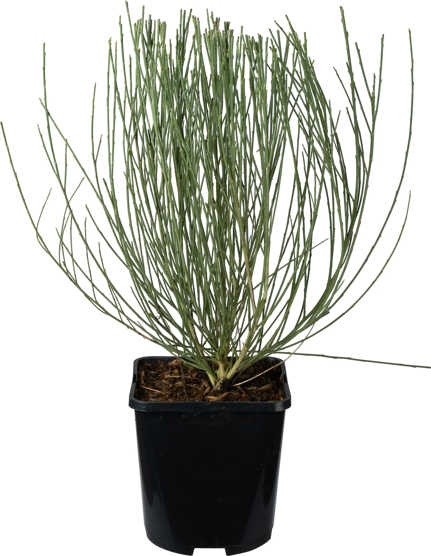 Brem (Cytisus 'Allgold') D 14 H 35 cm