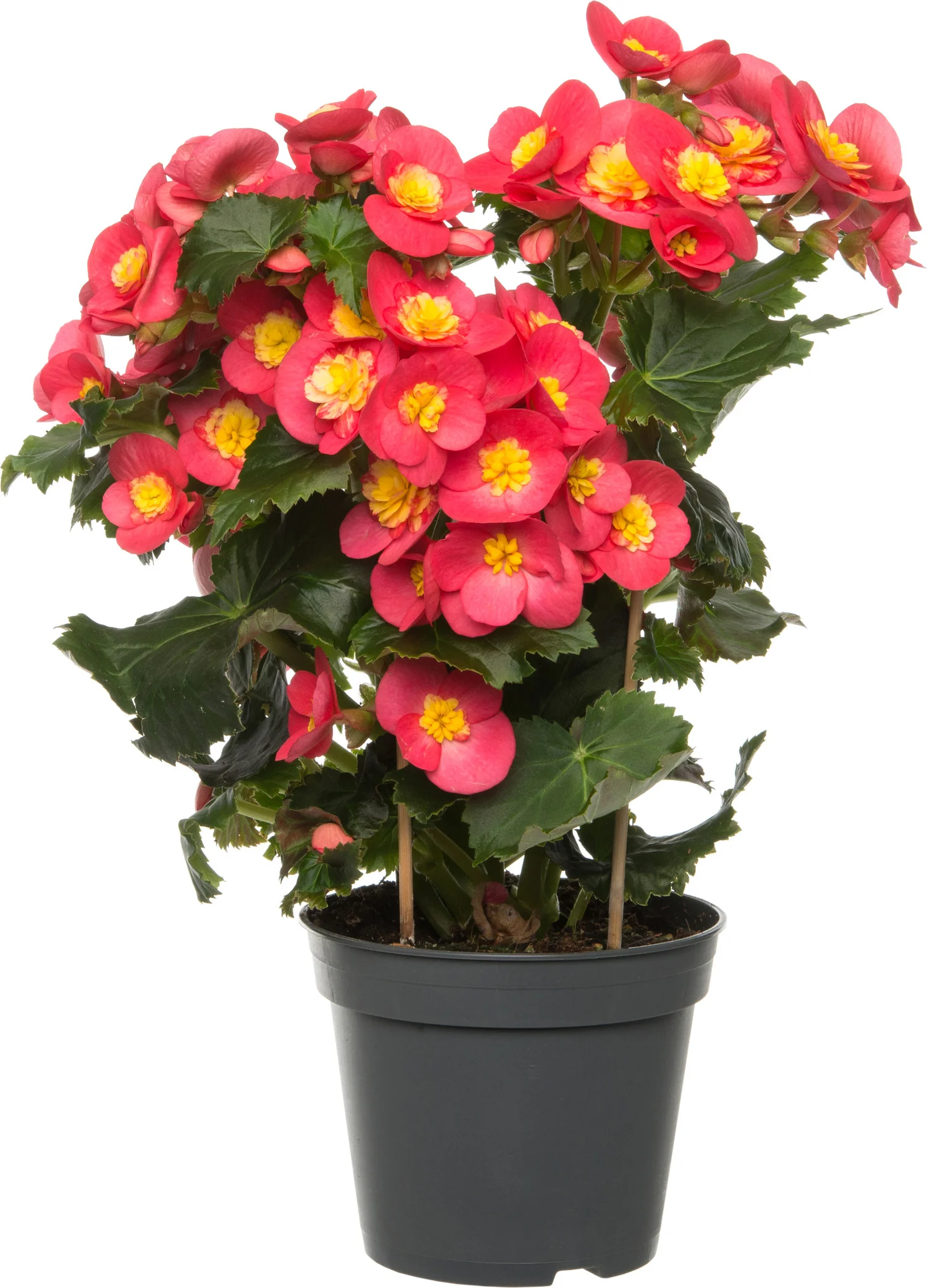 Begonia (Begonia elatior 'Valentino') D 14 H 30 cm