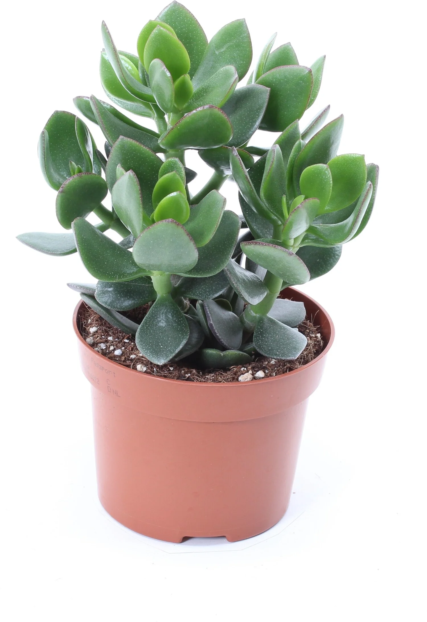 Crassula (Crassula ov. 'Hulk') D 12 H 18 cm