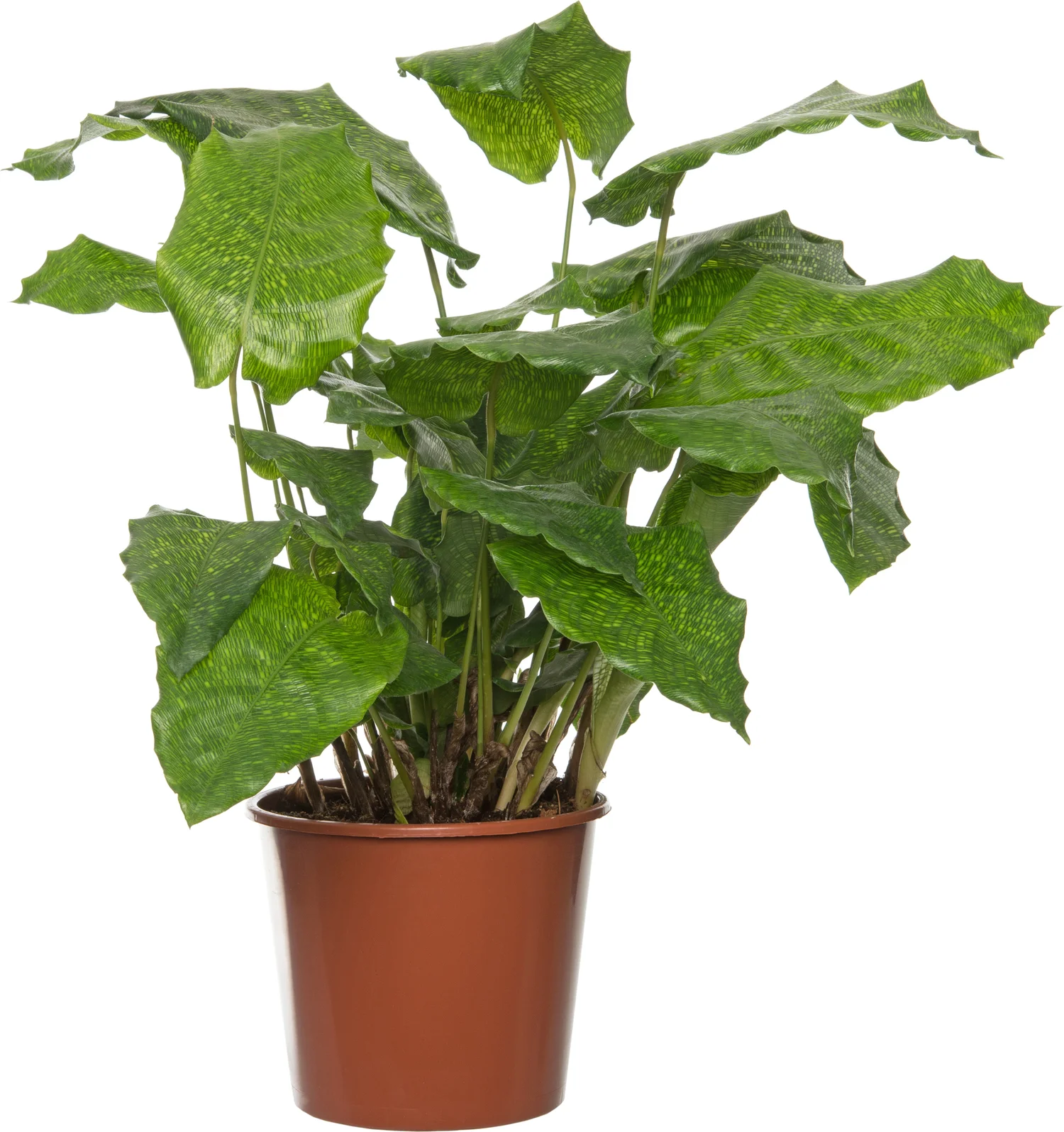 Calathea (Calathea musaica 'Network') D 17 H 60 cm